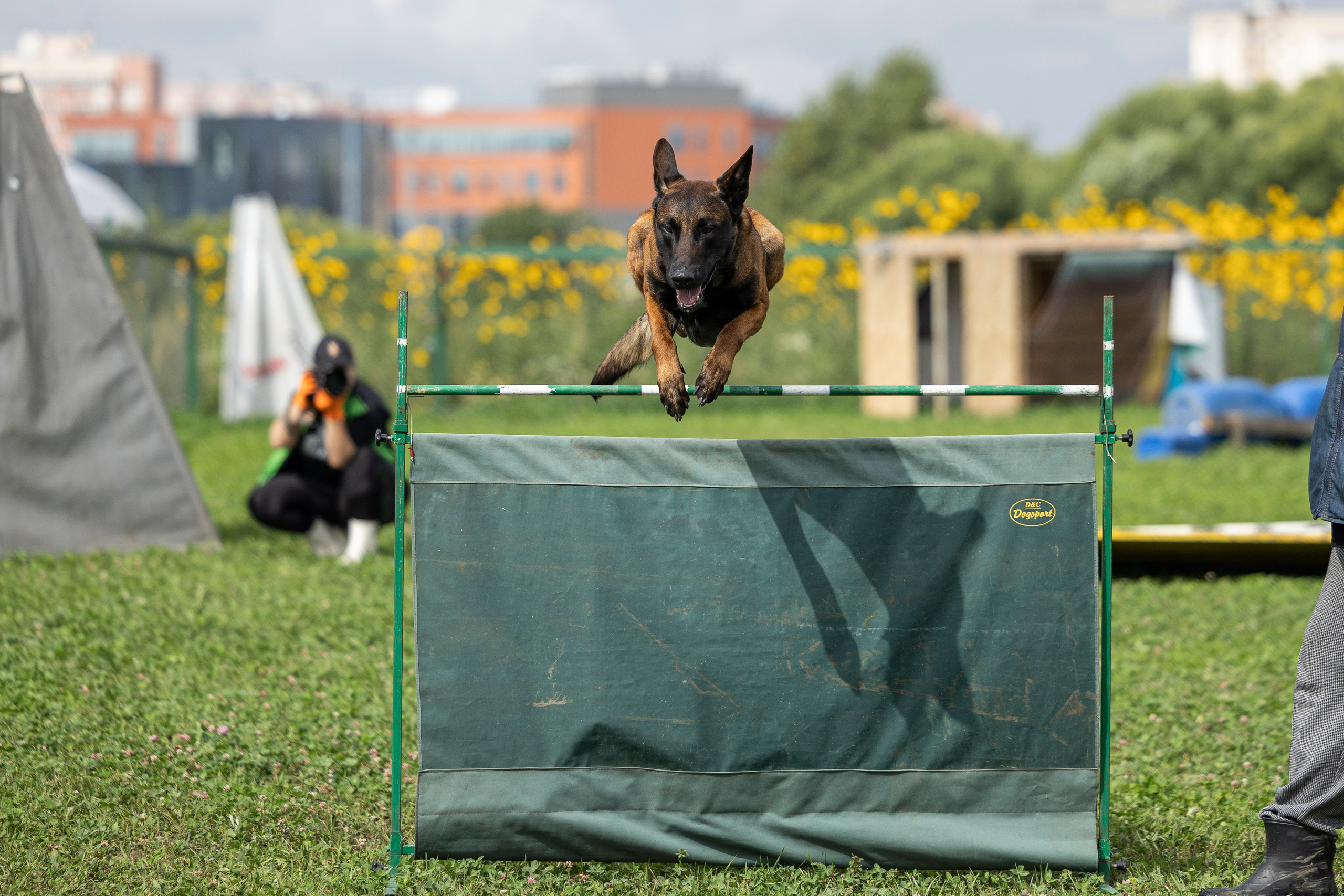 Соревнования по Мондьорингу г. Вологда 10-11.08.2024. Фотограф-анималист Анна Маринич
