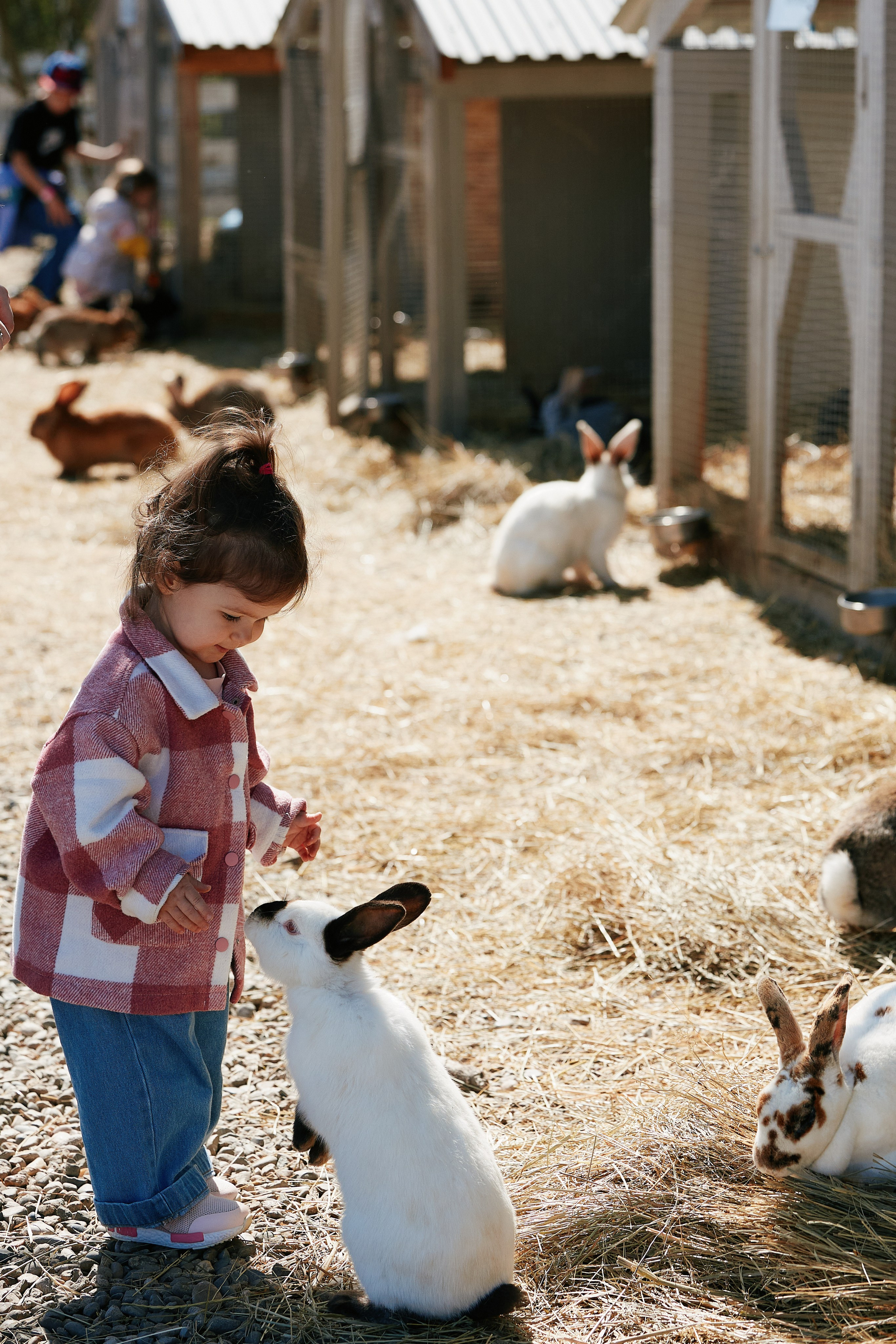 PRIVATE Weekend на Ферме Альпак 19.04. Свадебный репортажный фотограф краснодар максим дремов дрёмов фотосессия студия цена
