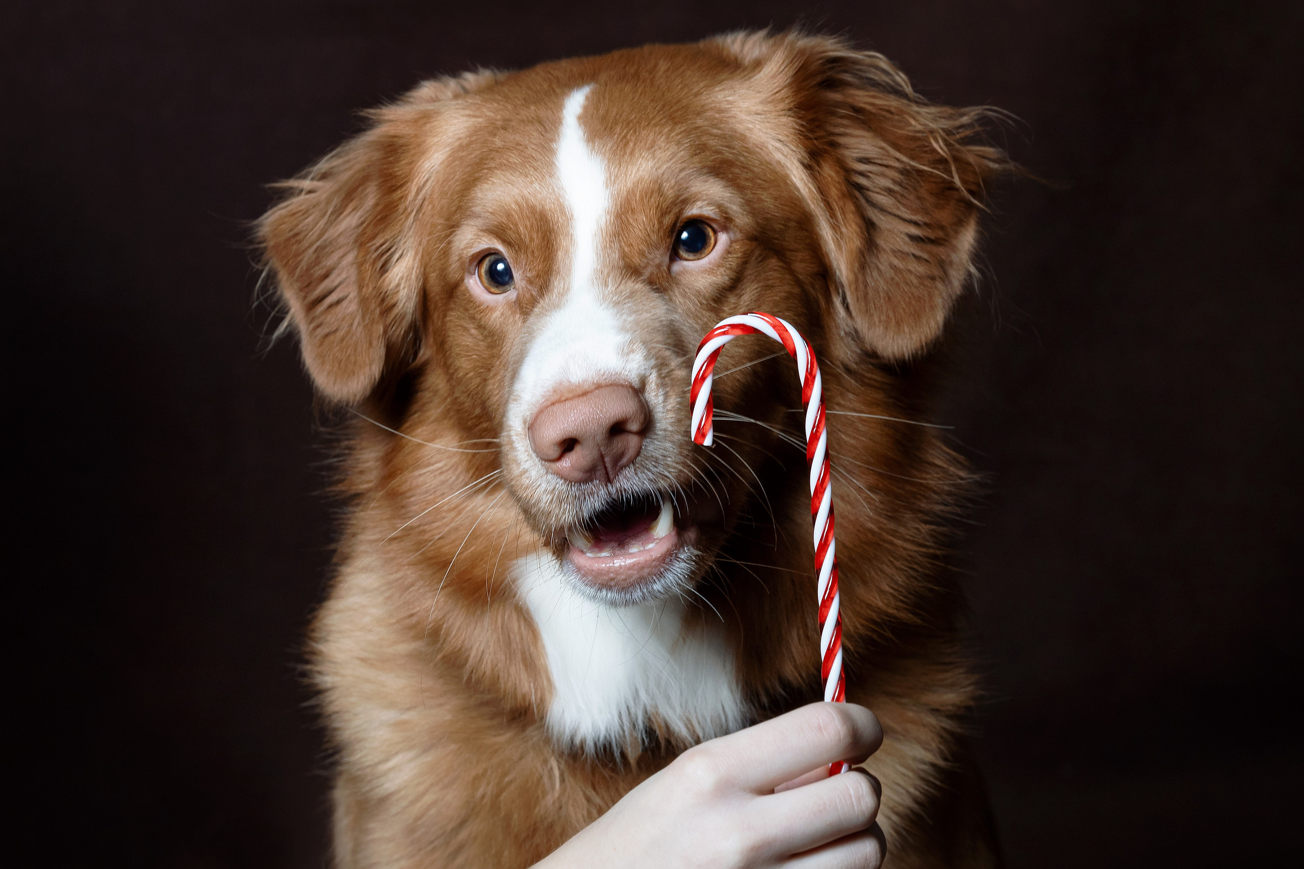 Ричард. Юлия Микульская. Рыбинск