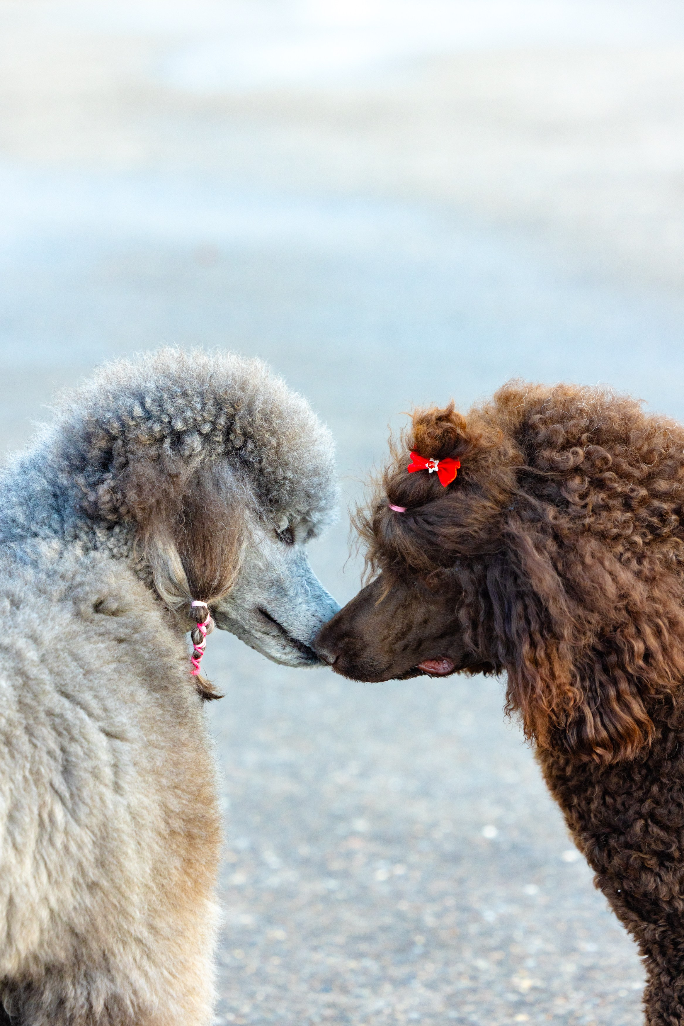 Клуб грумеров (прогулка и семинары). Виктория Зудина — фотограф в Москве