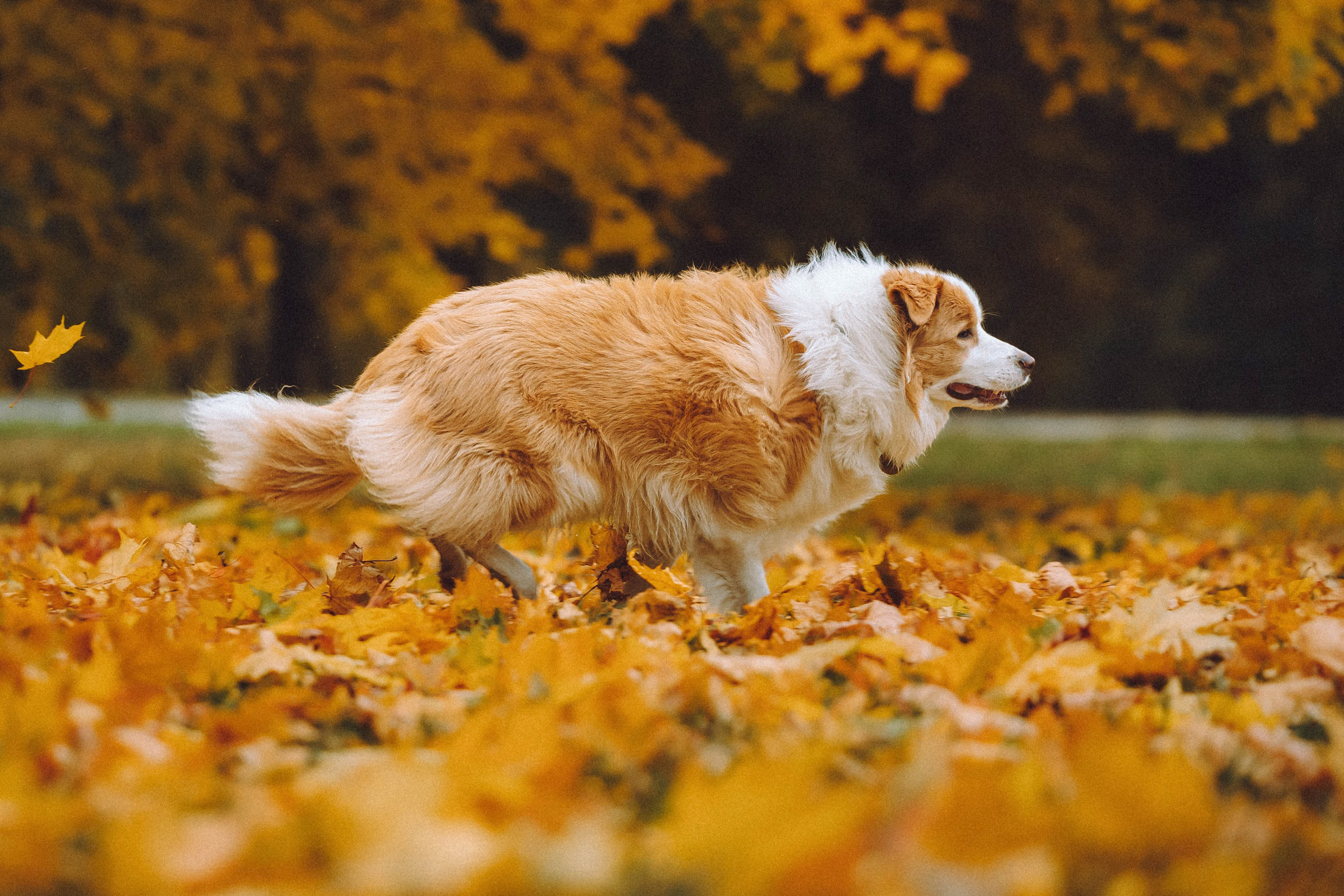 Алина, Витя и Асти