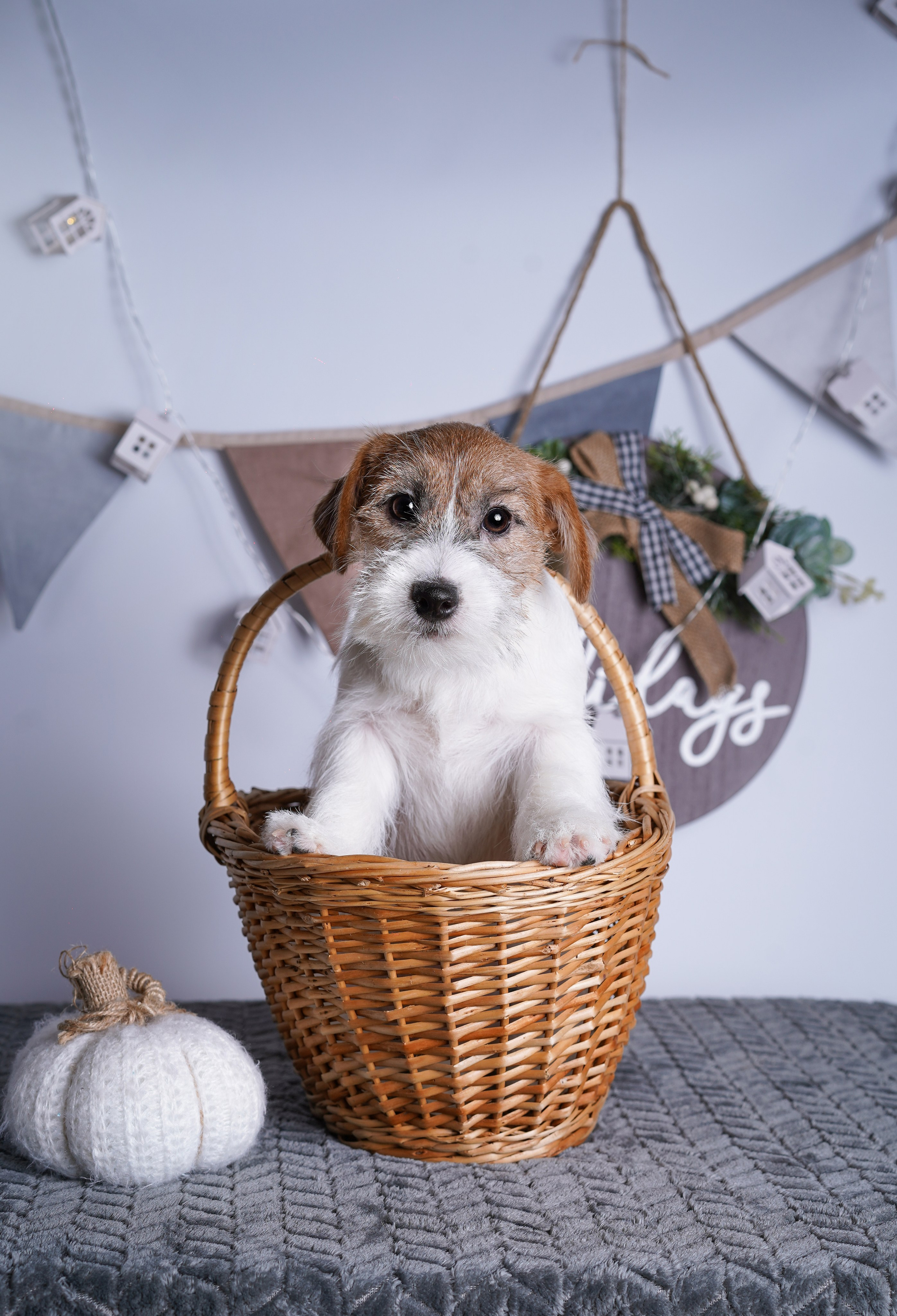 Щенки дрт. Фотограф-анималист в Санкт-Петербурге Яна Мартынова