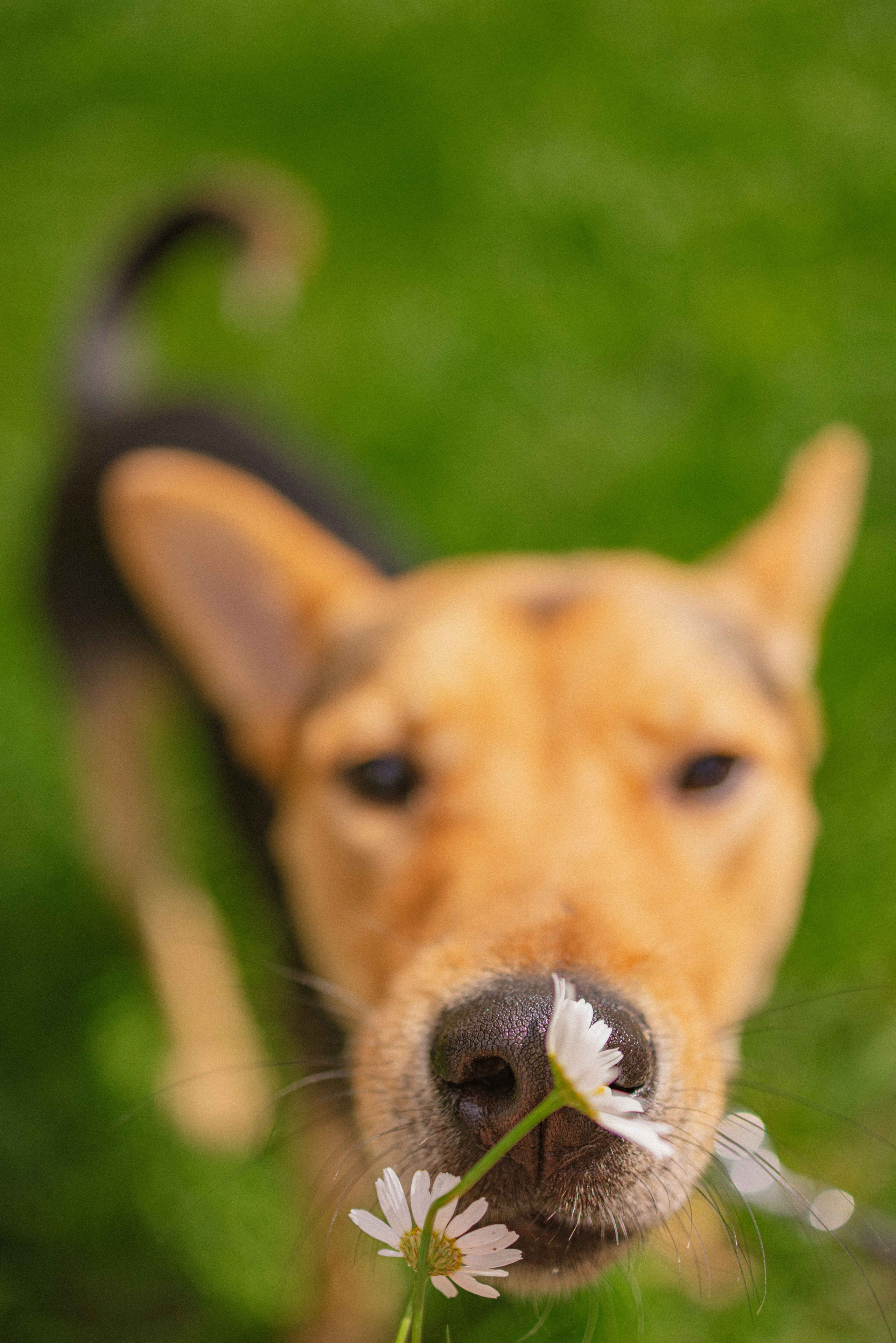 Джеки. Фотограф-анималист в Москве Лера Черноног