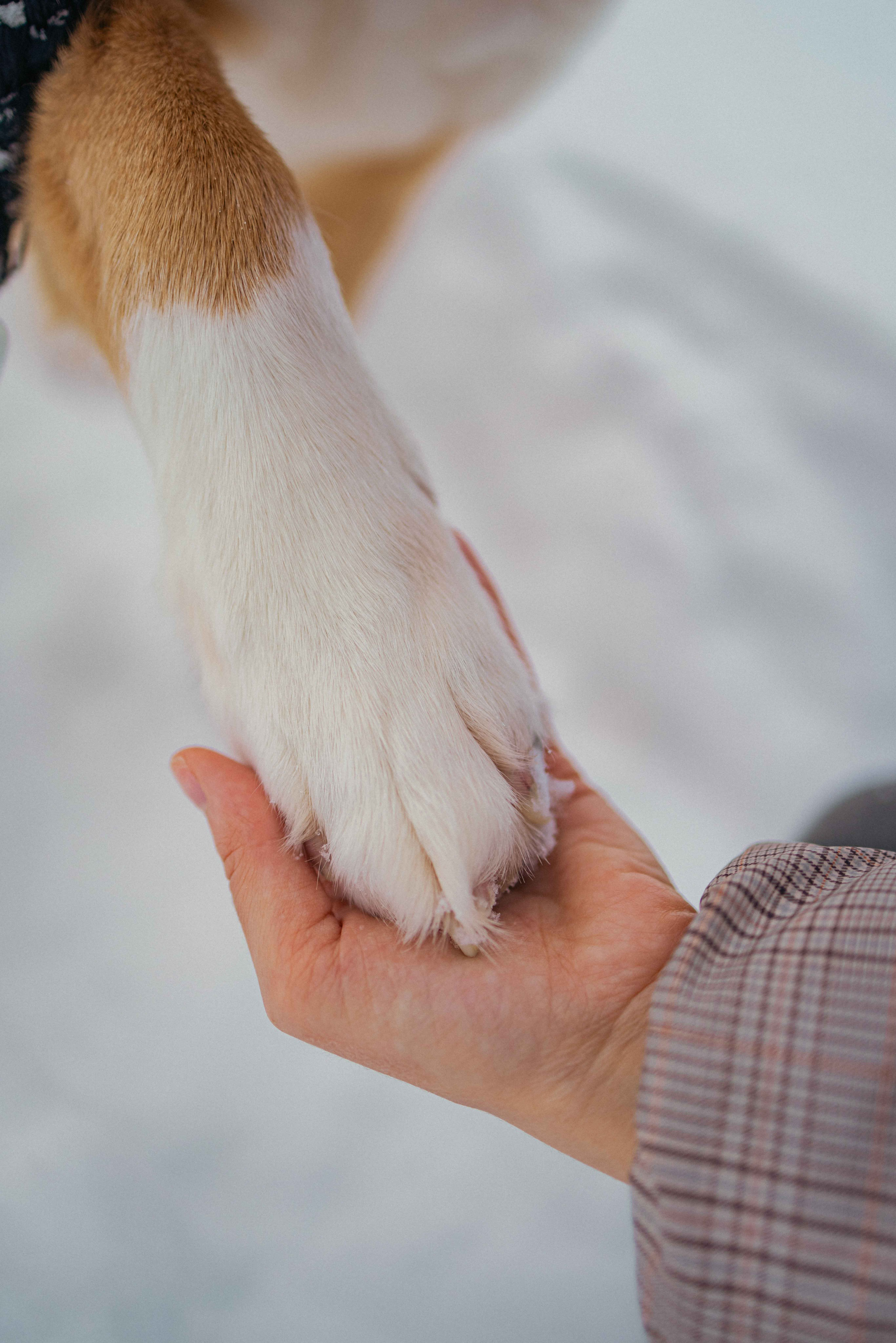 Петя. Фотограф-анималист в Москве Лера Черноног