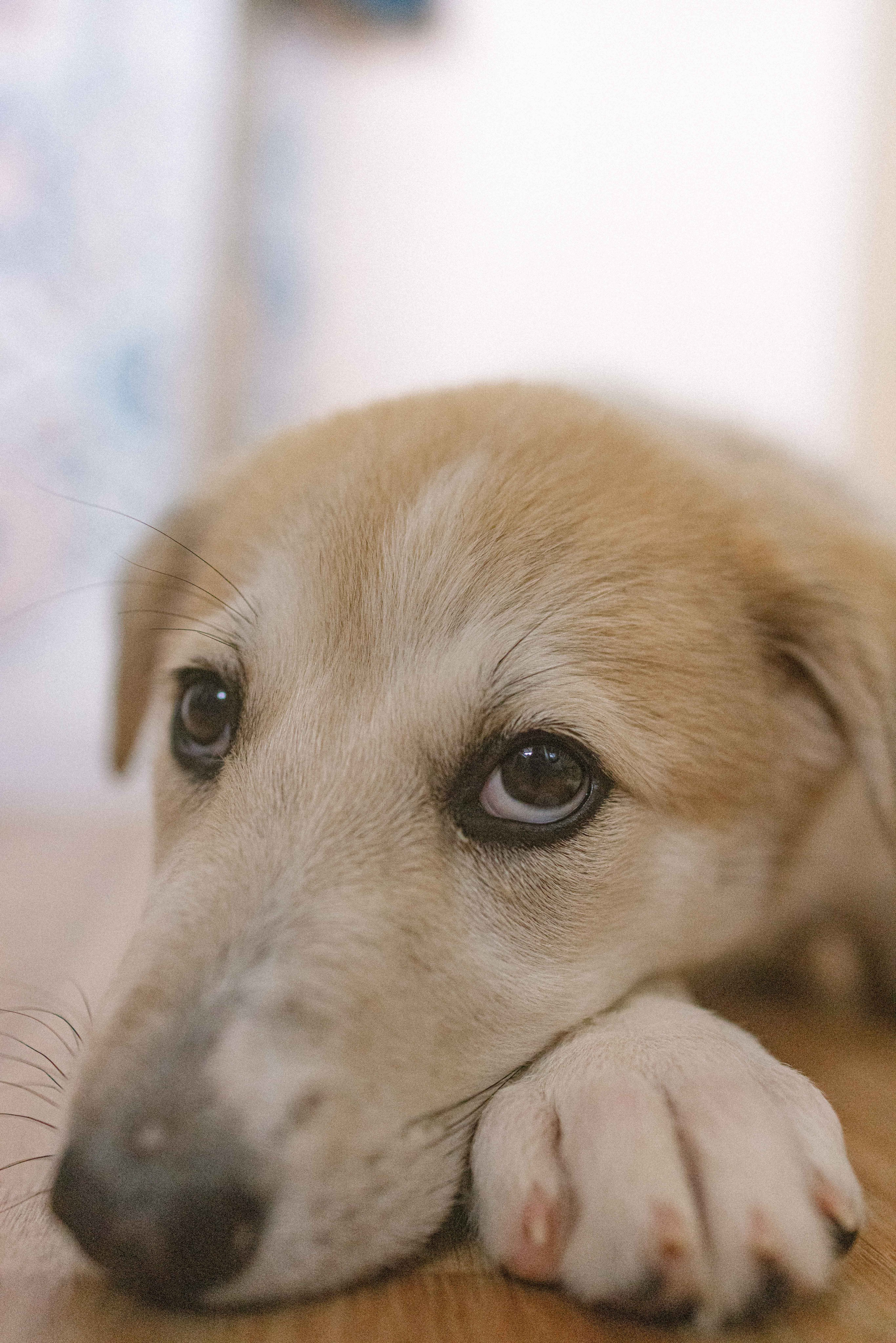 Щеночки на кухне. Фотограф-анималист в Москве Лера Черноног