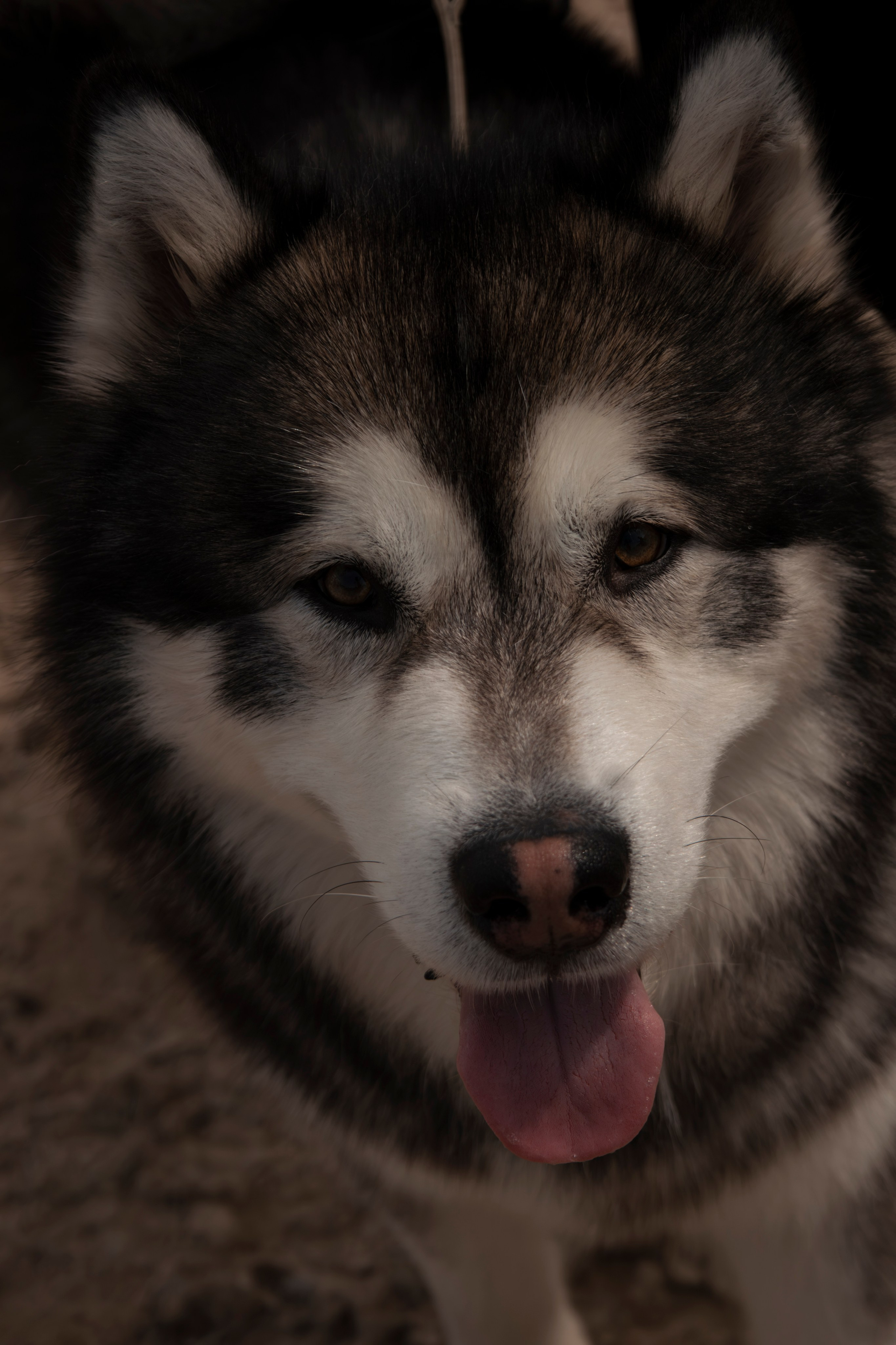 Россия 2025. Фотограф-анималист в Москве Екатерина Тихонова