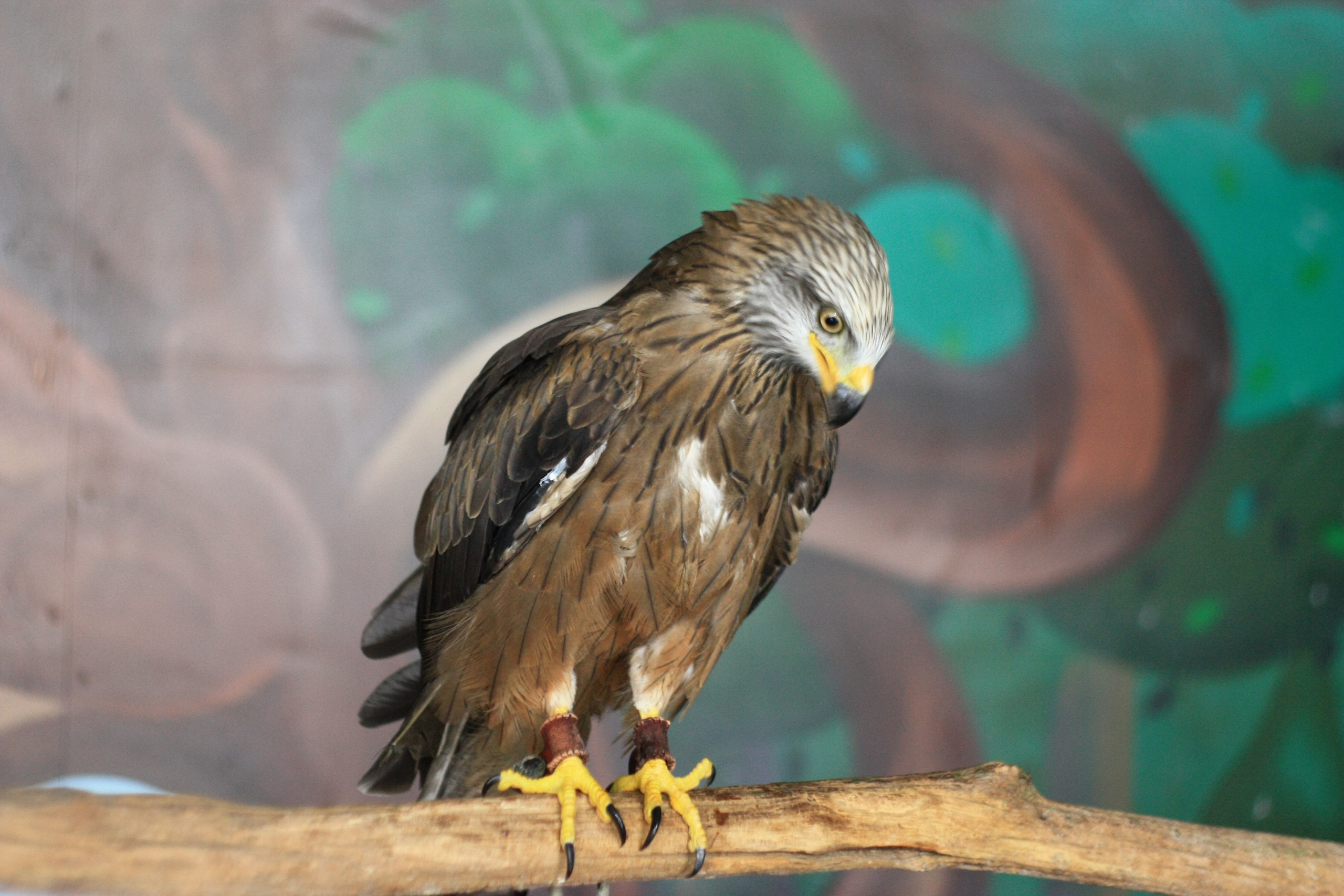 Первые кадры. Сочи — парк. Фотограф Роман Адлер