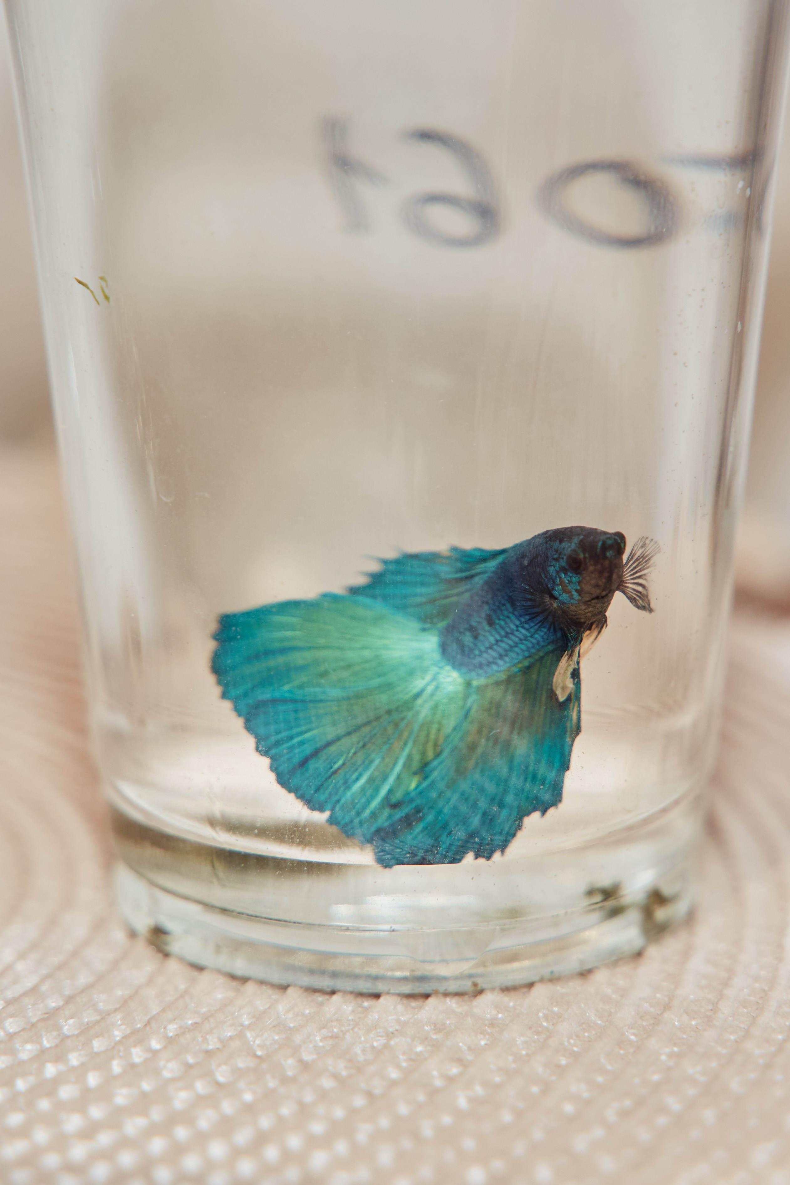 День рождения Александры. Фотограф Москва Арина Клокова