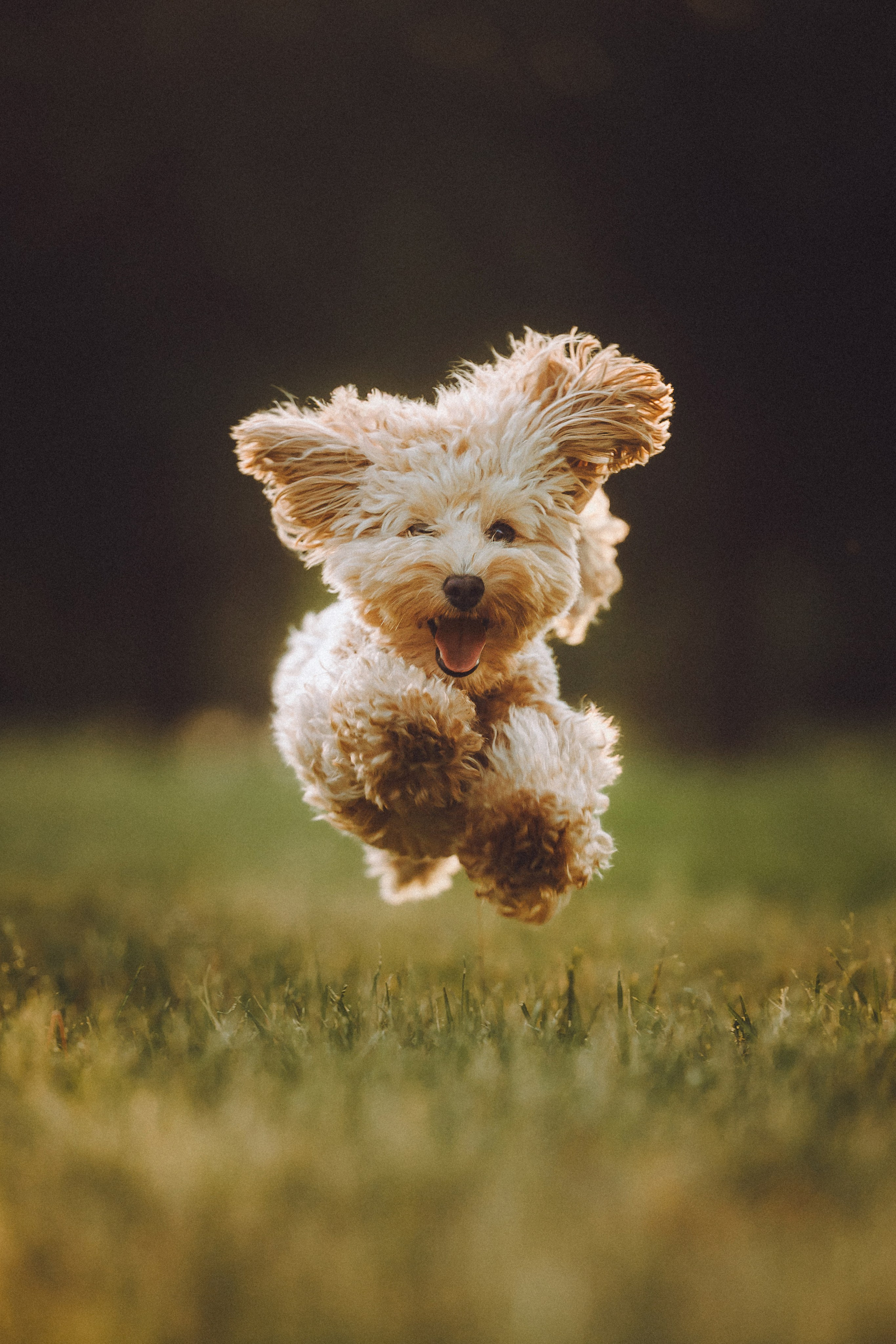 Фред и его семья