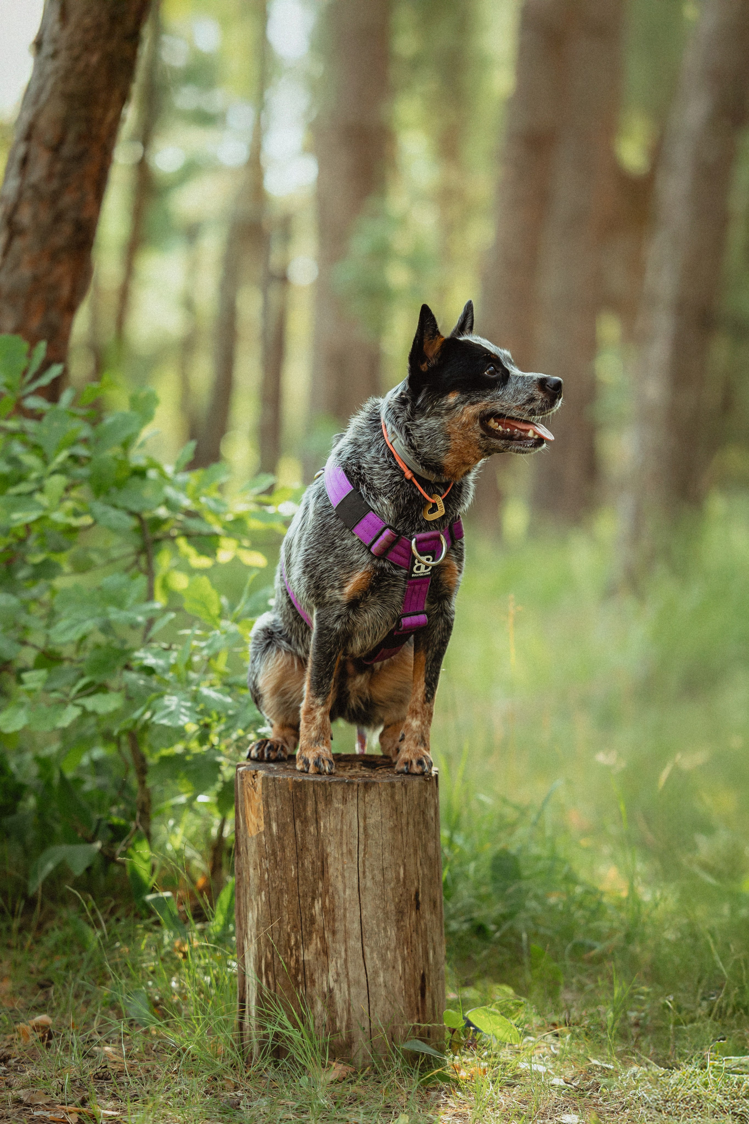 Выездной дог-тренинг от школы «Шерсть имею»