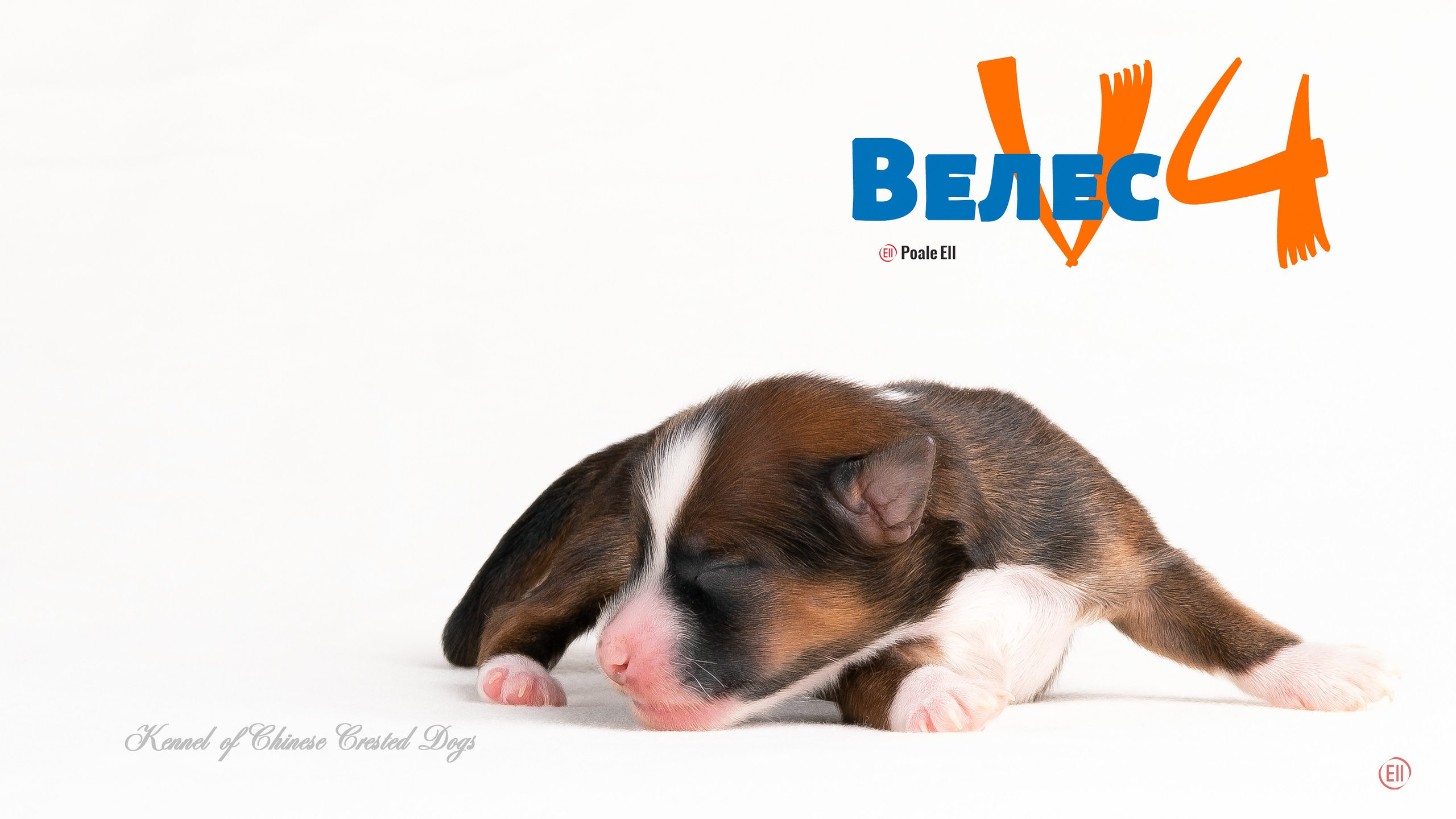 Щенки 3 дня. 21.01.2024. Фотограф в Москве