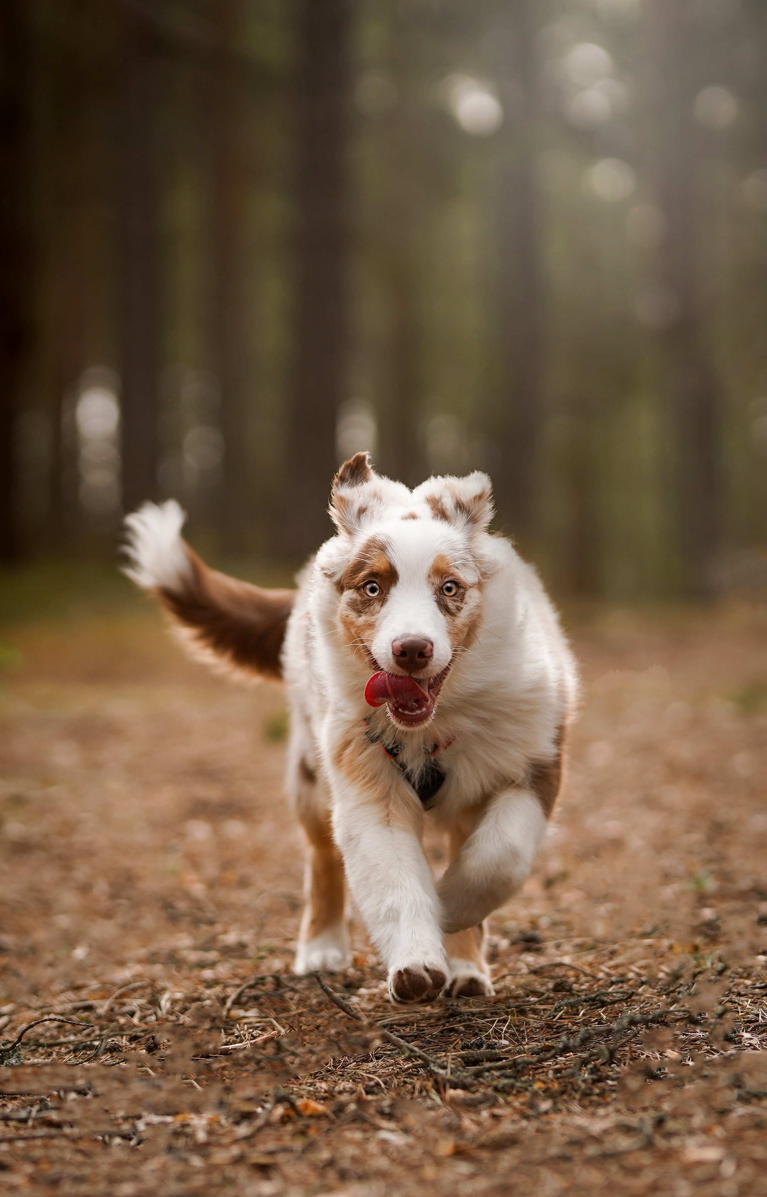Аусси на Ладоге. Фотограф-анималист в Санкт-Петербурге Яна Мартынова