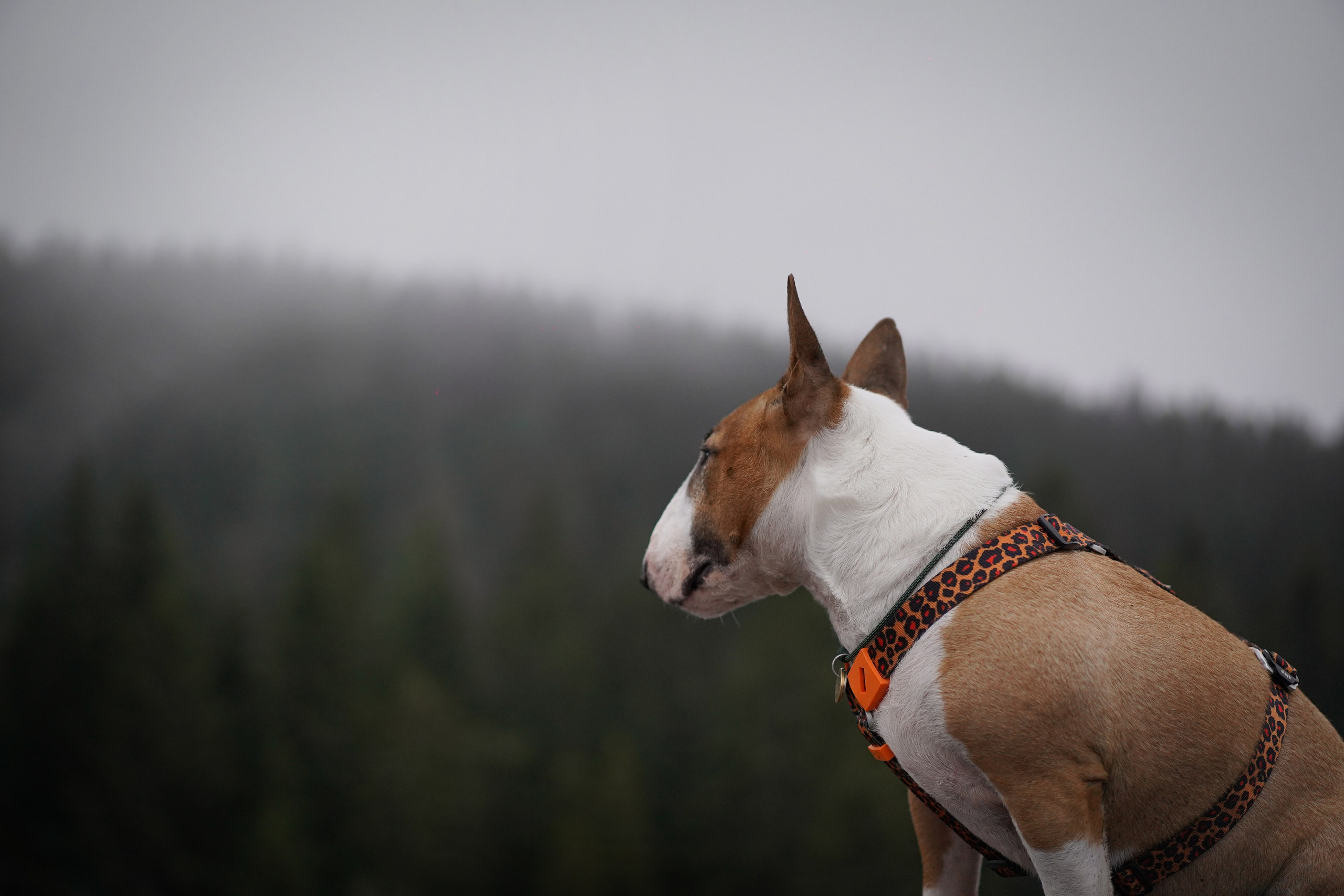 Юни на горе Паасо. Фотограф-анималист в Санкт-Петербурге Яна Мартынова