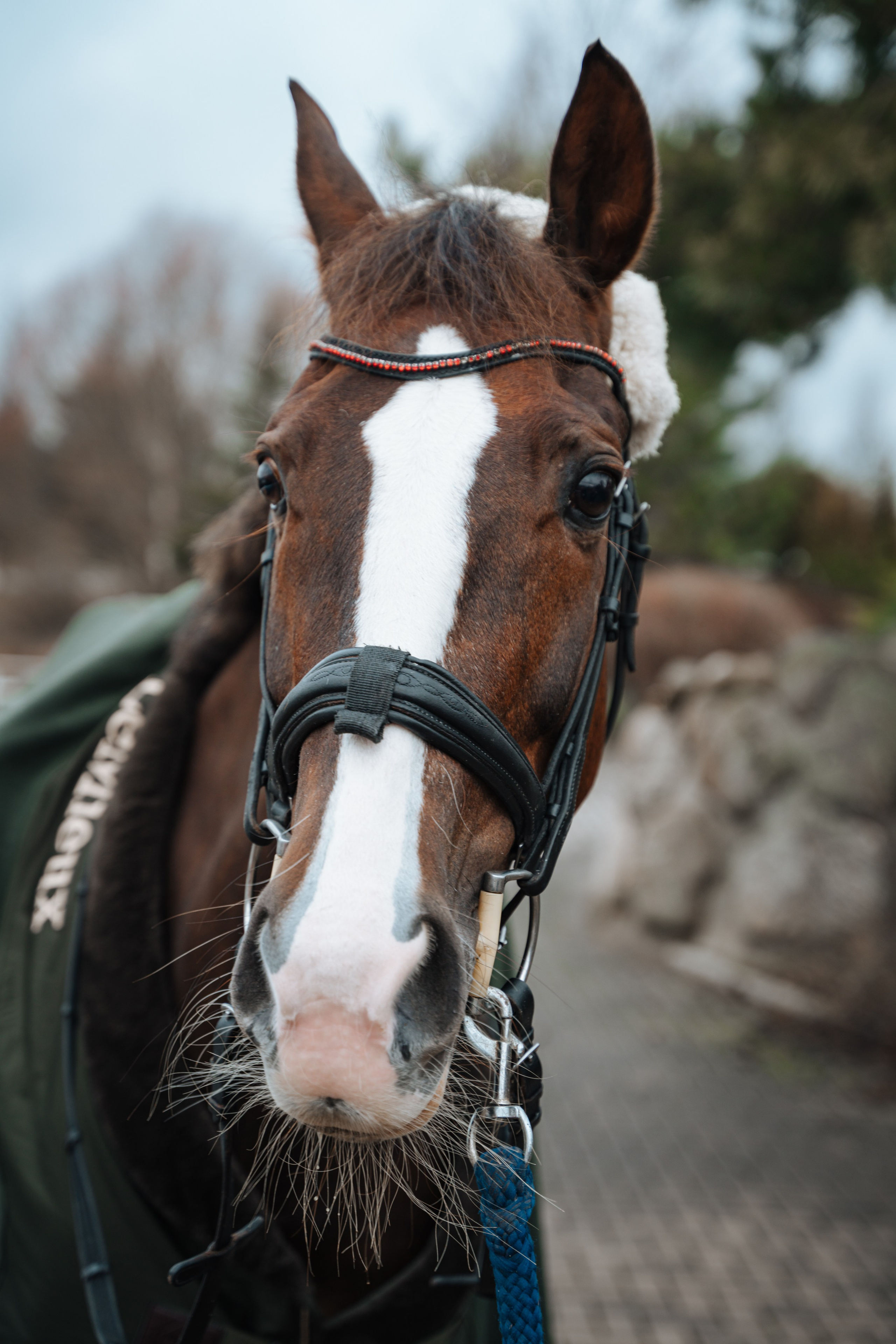 Евгения. Конный клуб. Портретный фотограф в Санкт-Петербурге Дмитриева Наталия