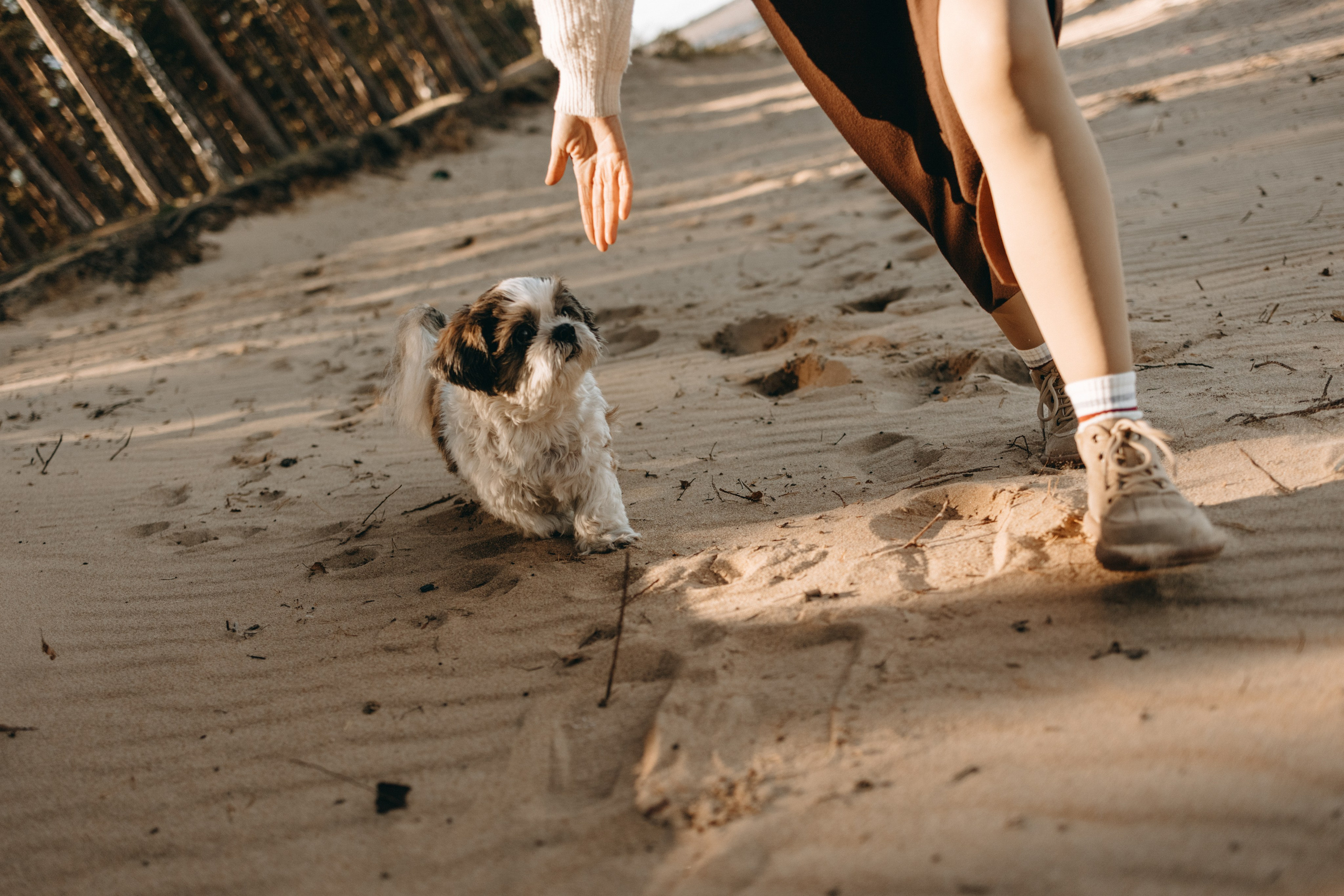 Настя и Франт. Фотограф — Анималист | Санкт-Петербург