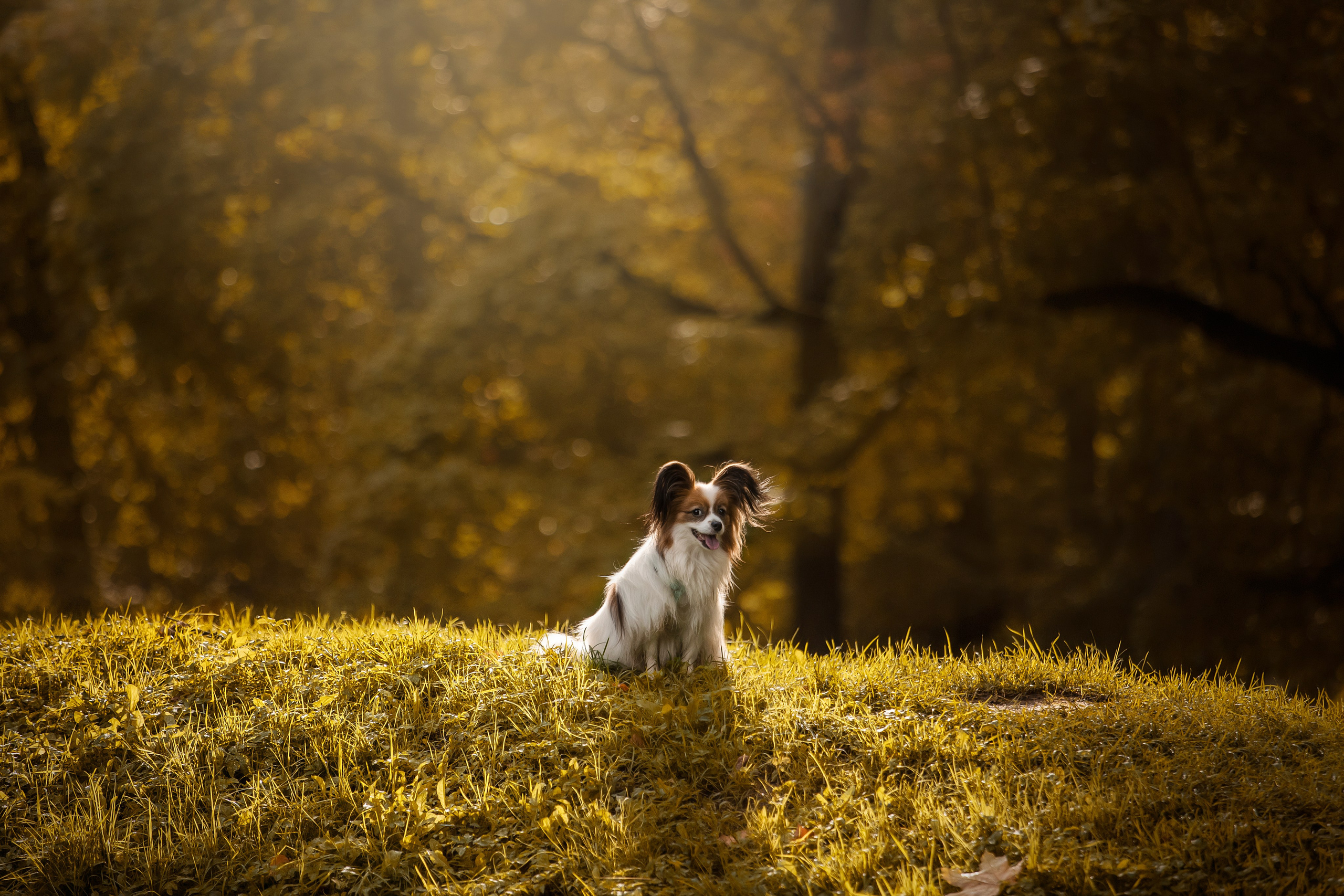 Ваня и его семья. Фотограф — Анималист | Санкт-Петербург