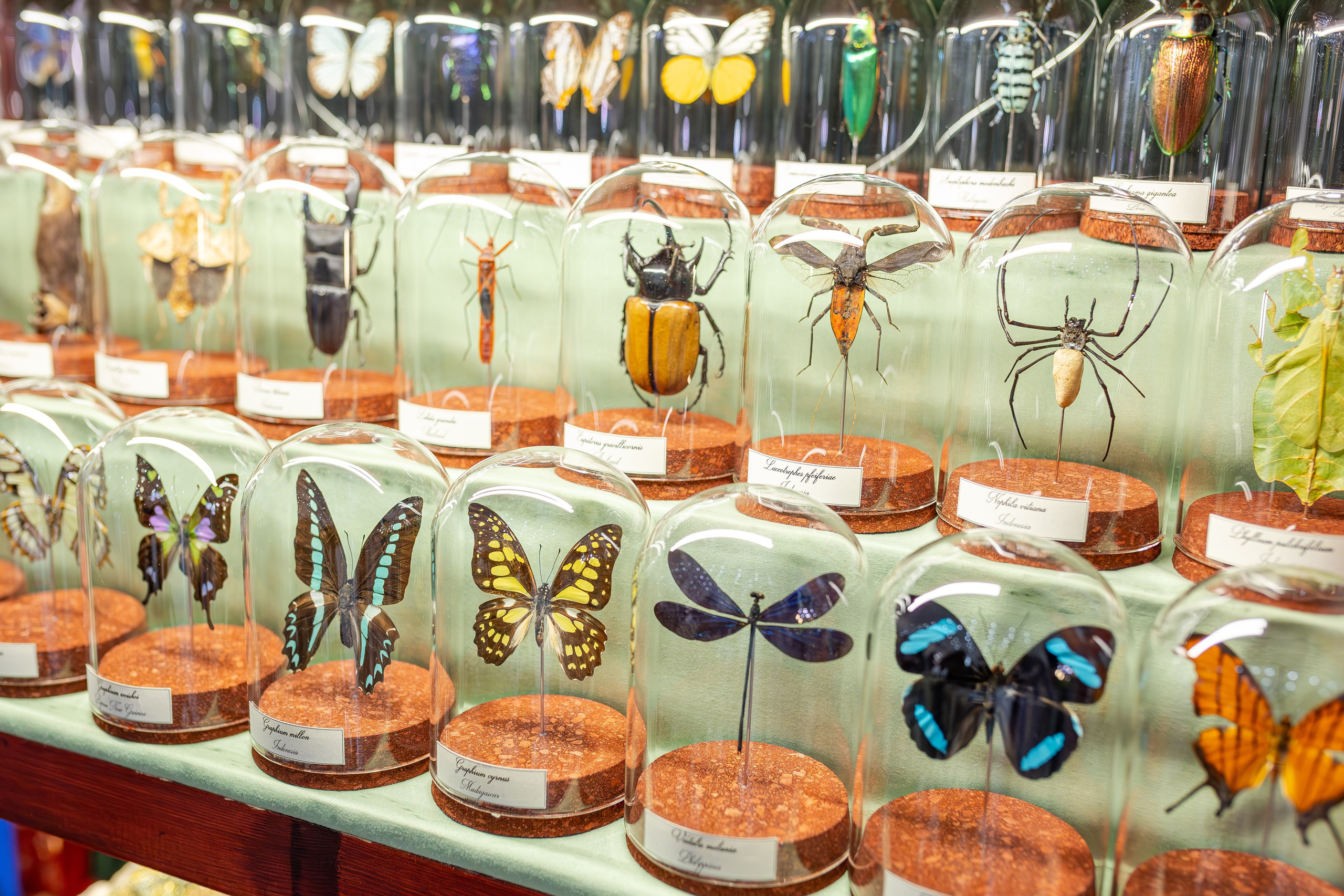 Монстериум апрель 2026. Александра Куликова фотограф, Москва