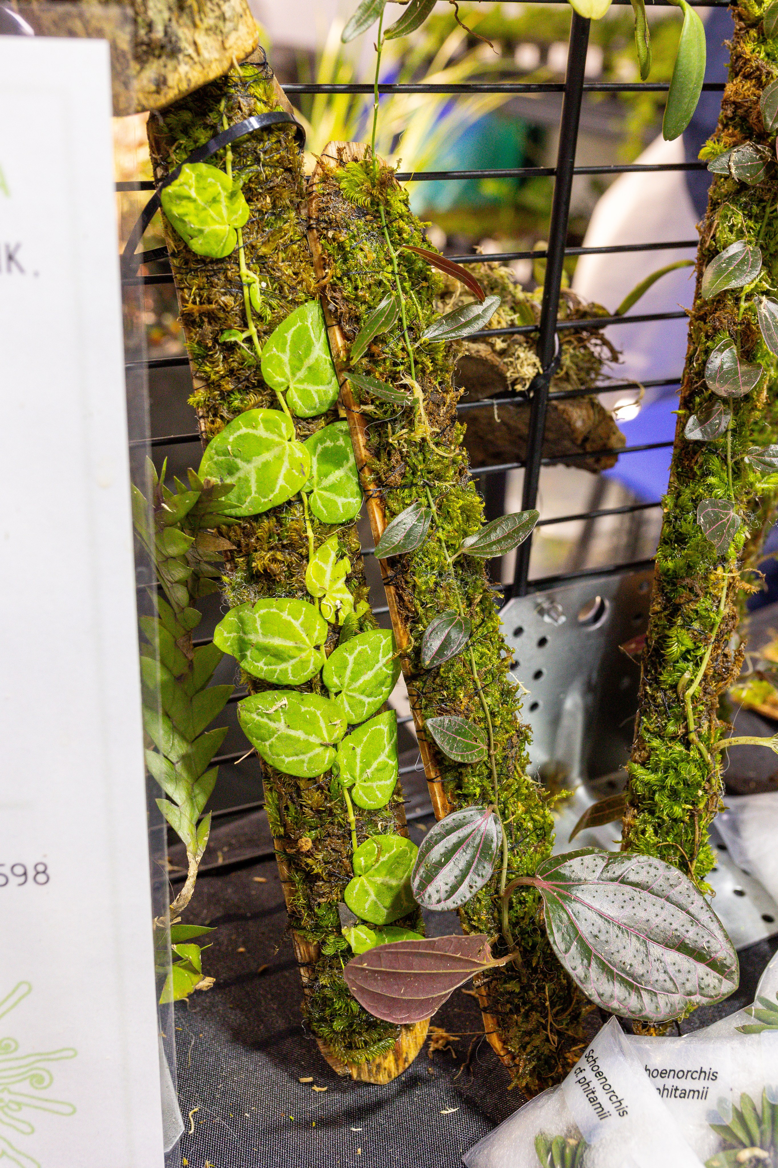 Монстериум 11–12 октября. Александра Куликова фотограф, Москва