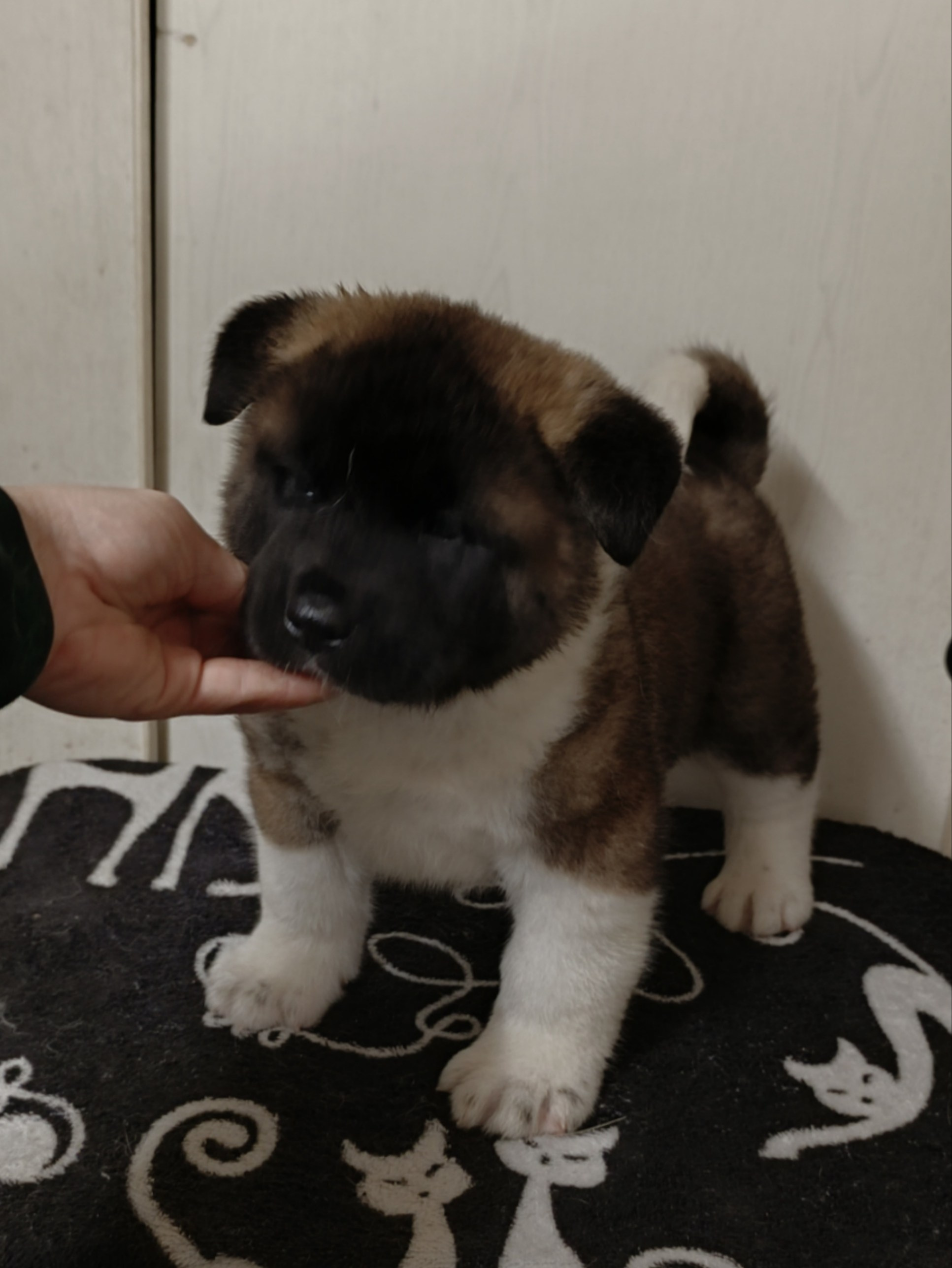 Американская акита  щенки питомник Санкт-Петербург клубные щенки Американская акита питомник RUBYLIGHT Рубилайт купить щенка американской акиты