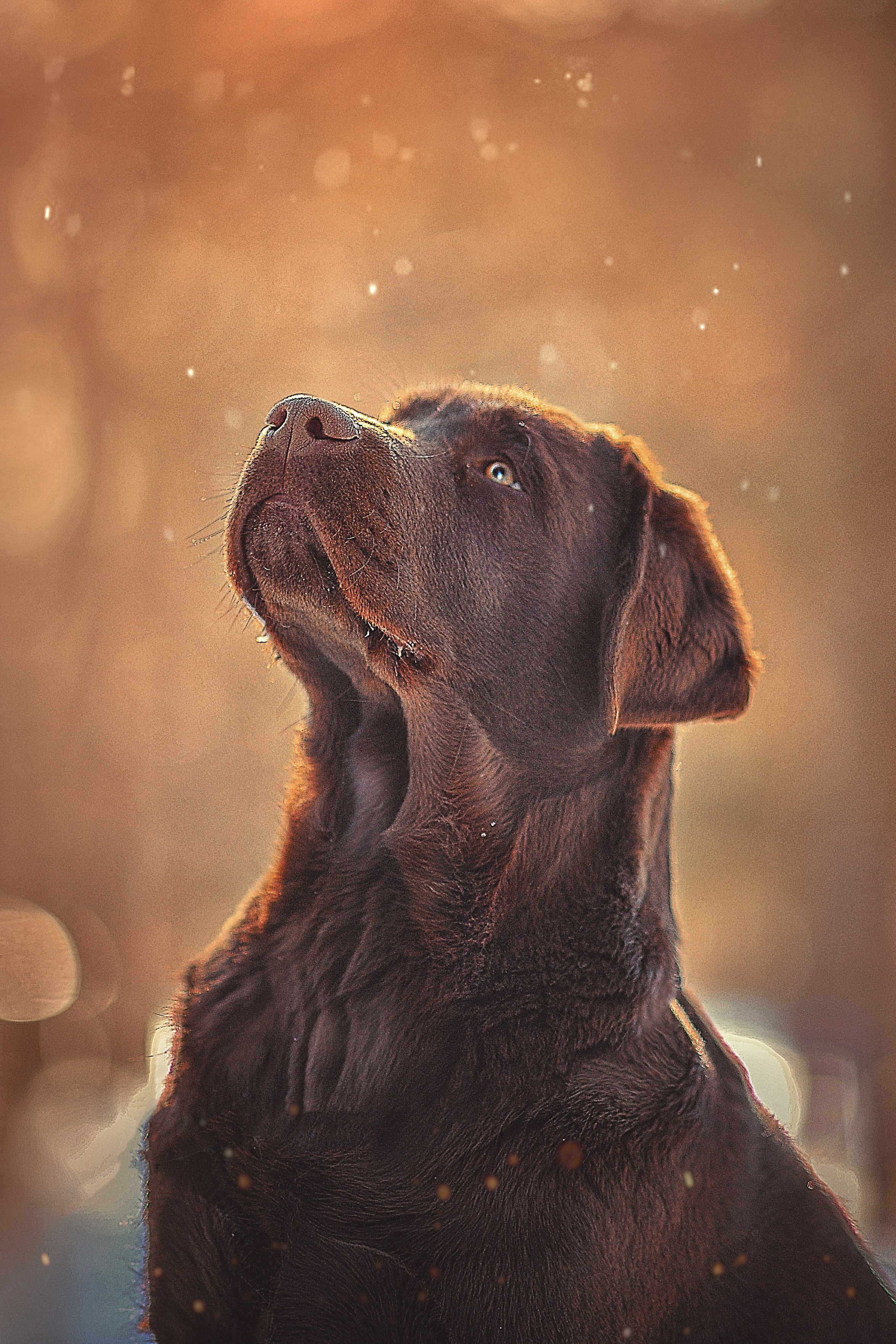 Фотосессия животных в Ижевских, фотограф животных. Детский, семейный фотограф в Ижевске и Москве Аксинья Лысенкова ADEN