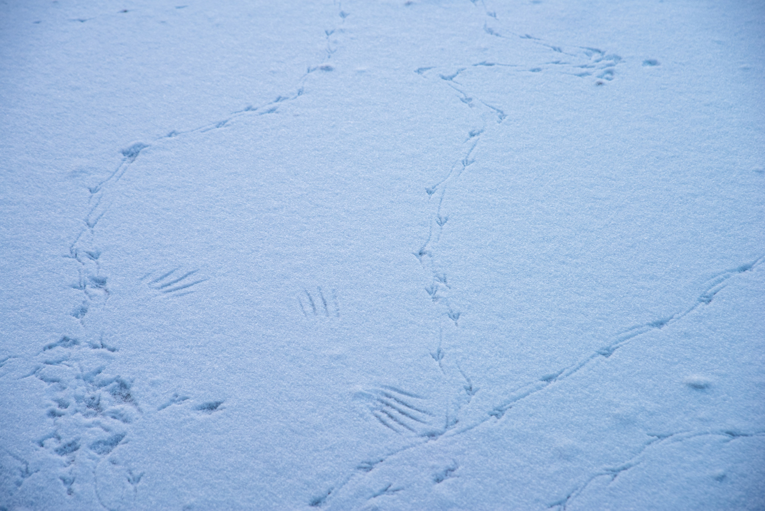 Зимушка зима. Фотограф Крещение Венчание Москва