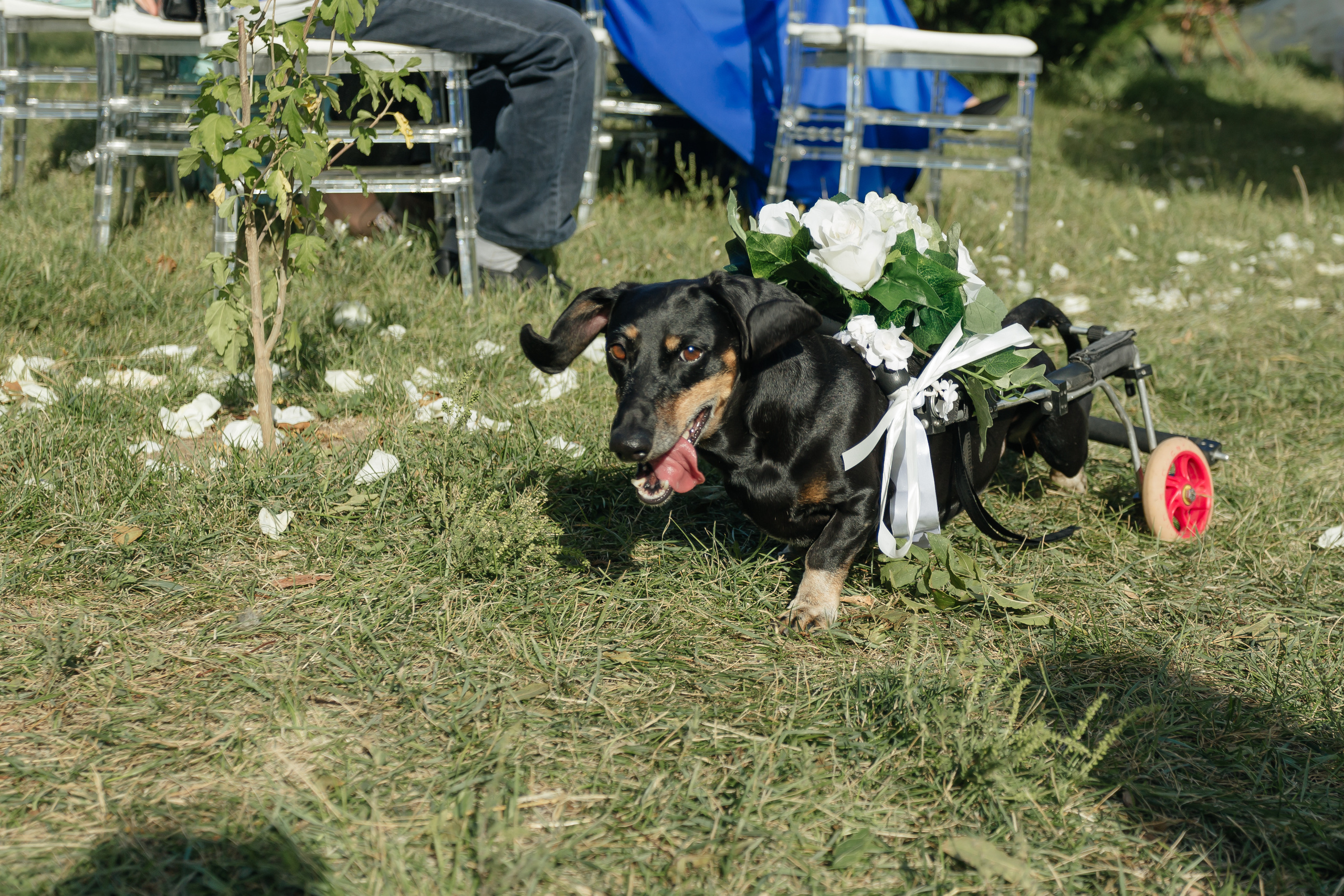 Максим и Настя. Свадебный фотограф в Краснодаре Николай Крауз