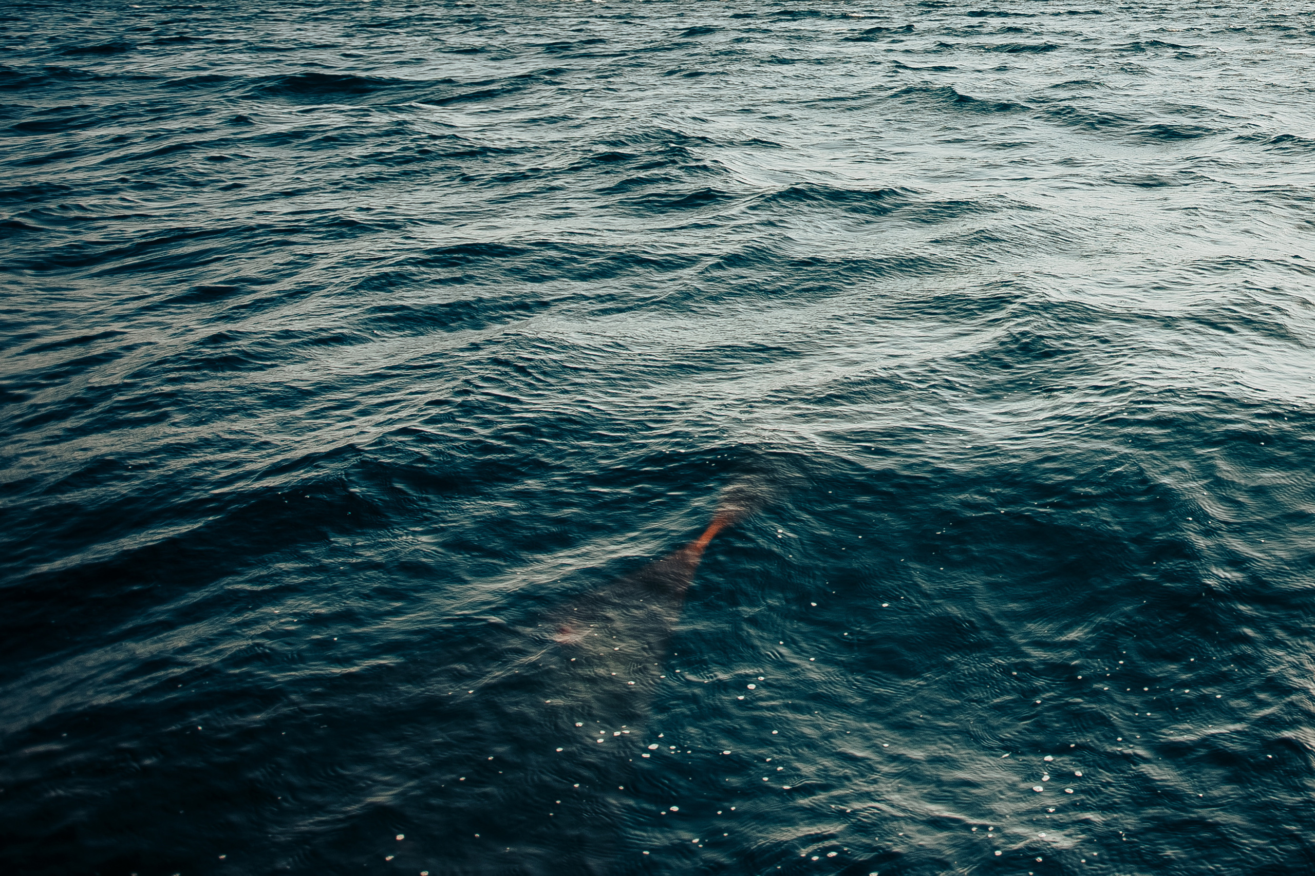 Ваня и Валя. Свадебный фотограф в Краснодаре Николай Крауз