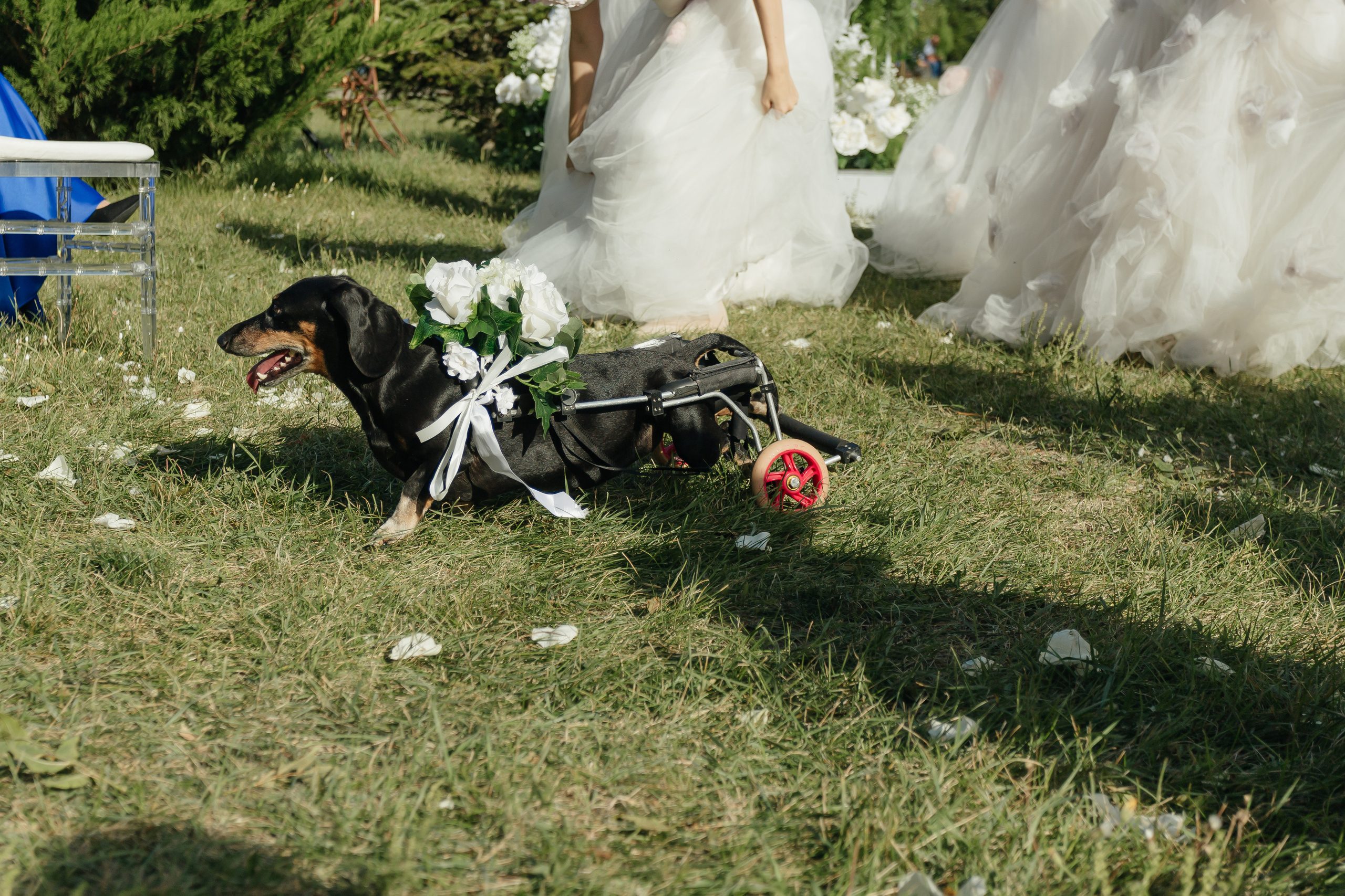 Максим и Настя. Свадебный фотограф в Краснодаре Николай Крауз