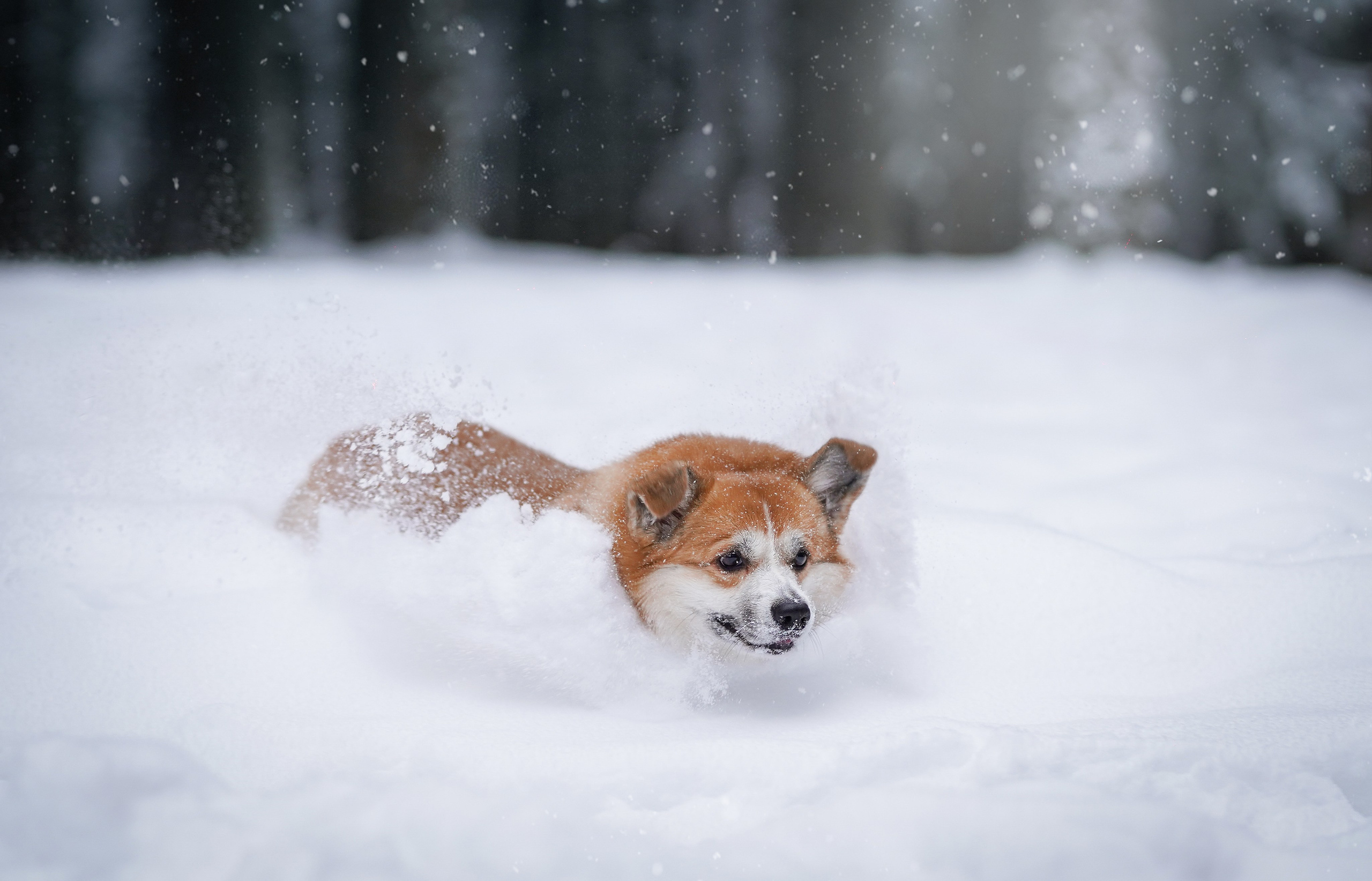 Катя Рокки и Честер. Фотограф-анималист в Санкт-Петербурге Яна Мартынова
