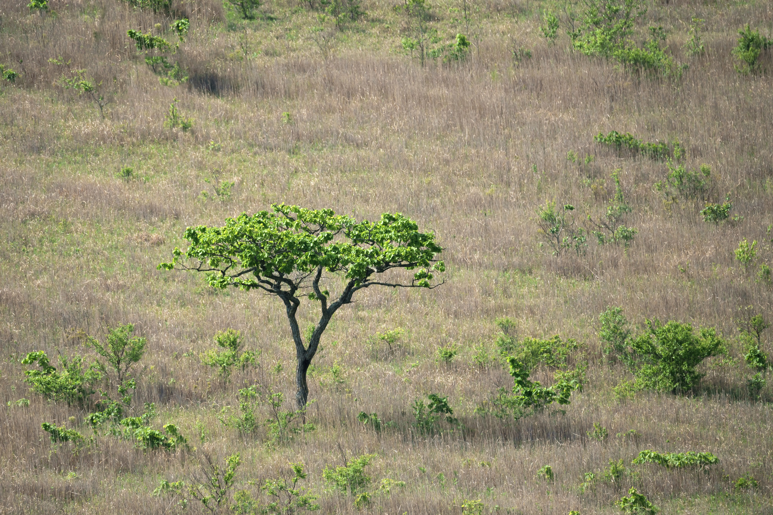 Весеннее Приморье. Май