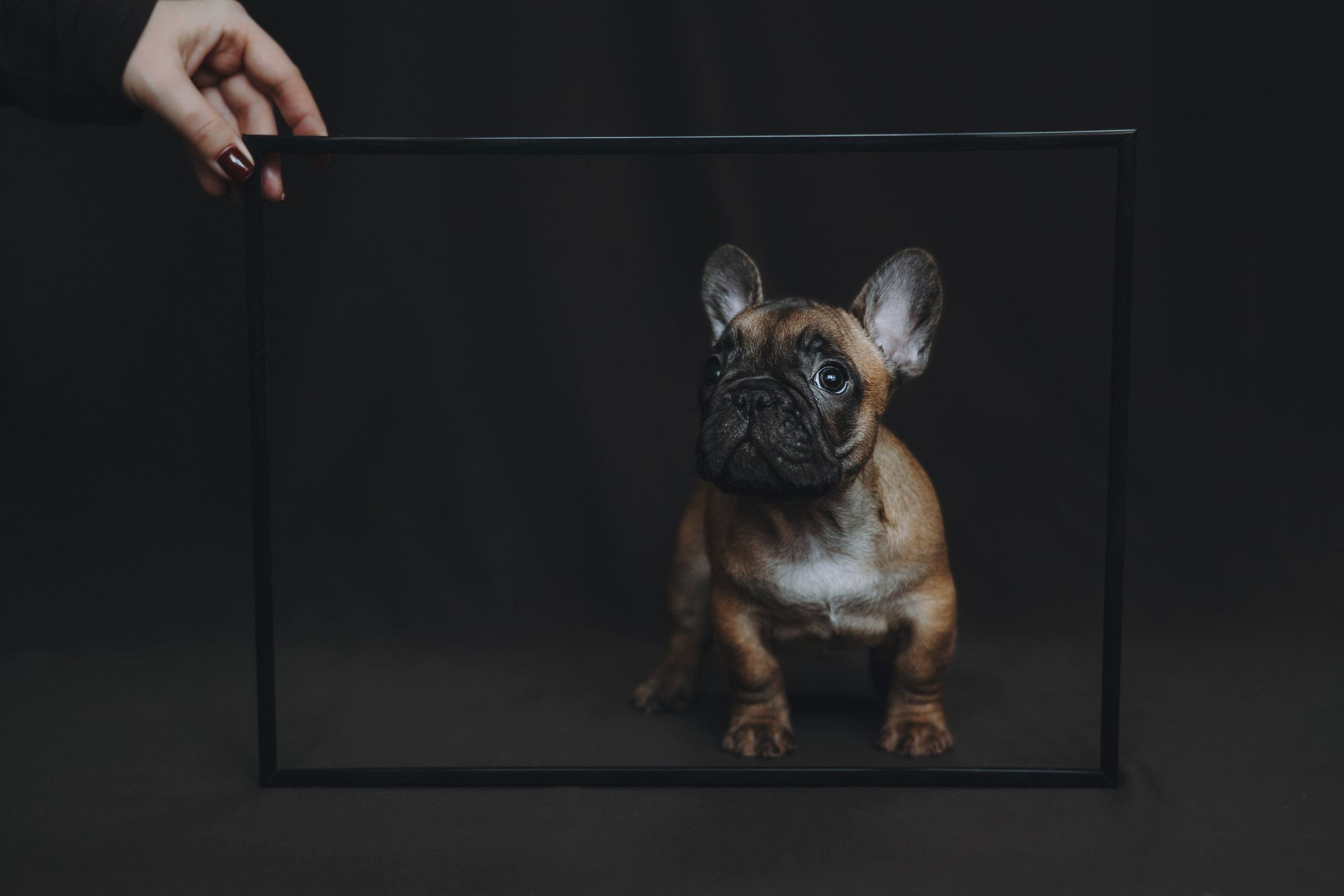 Щеночки. Фотограф — анималист Владивосток, Алина