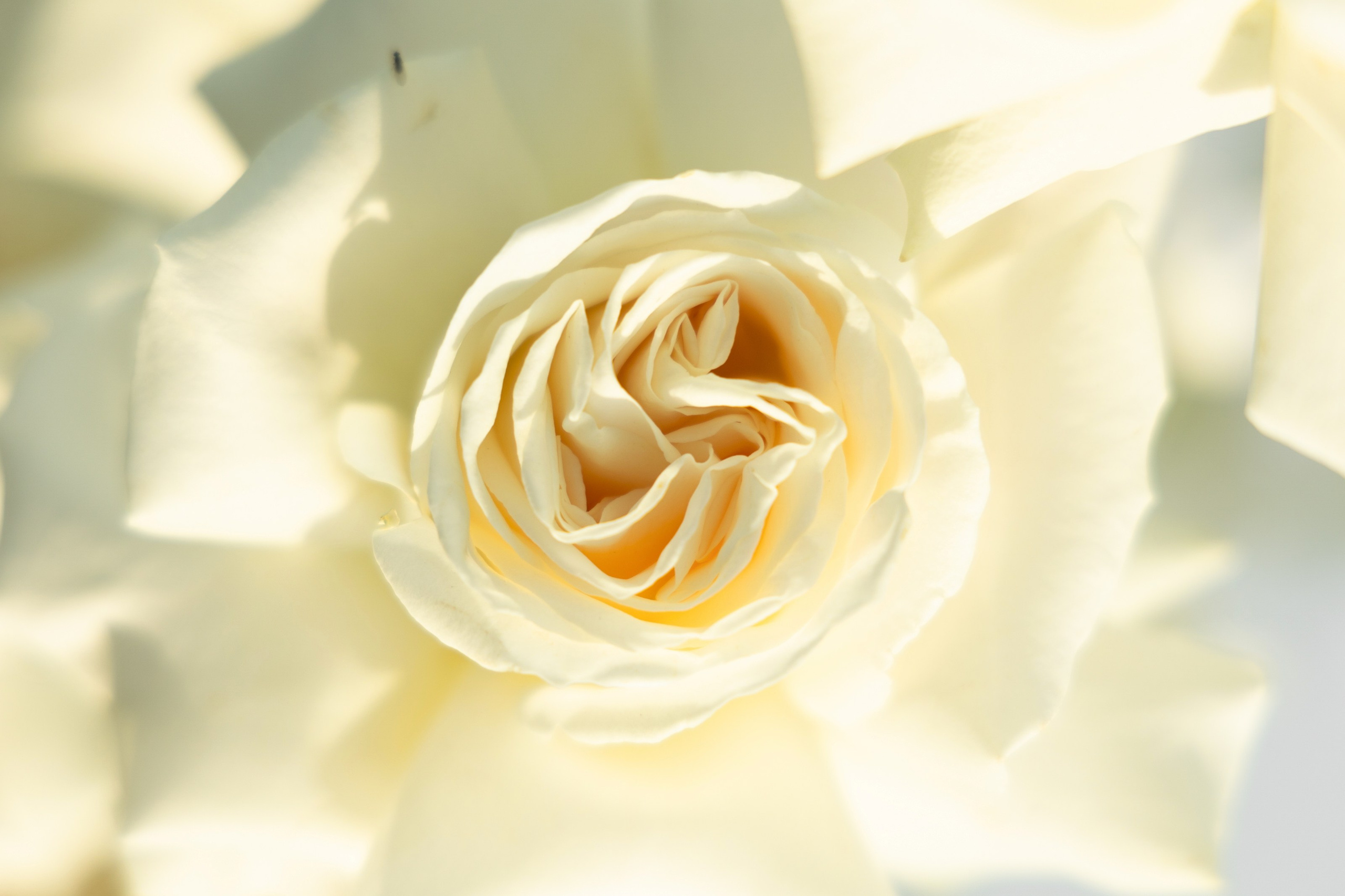 Михаил и Виктория. Свадебный фотограф в Ростове — на — Дону Александра Пивоварова