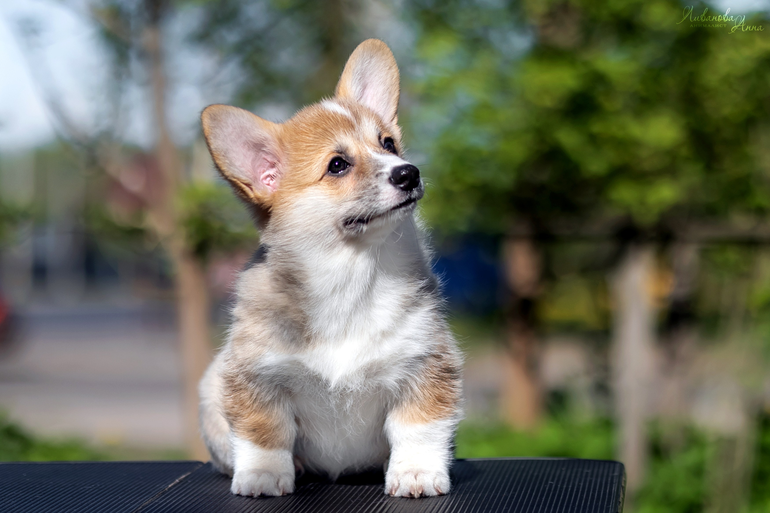 Коржики. Фотограф анималист Аня Ливанова | Рыбинск