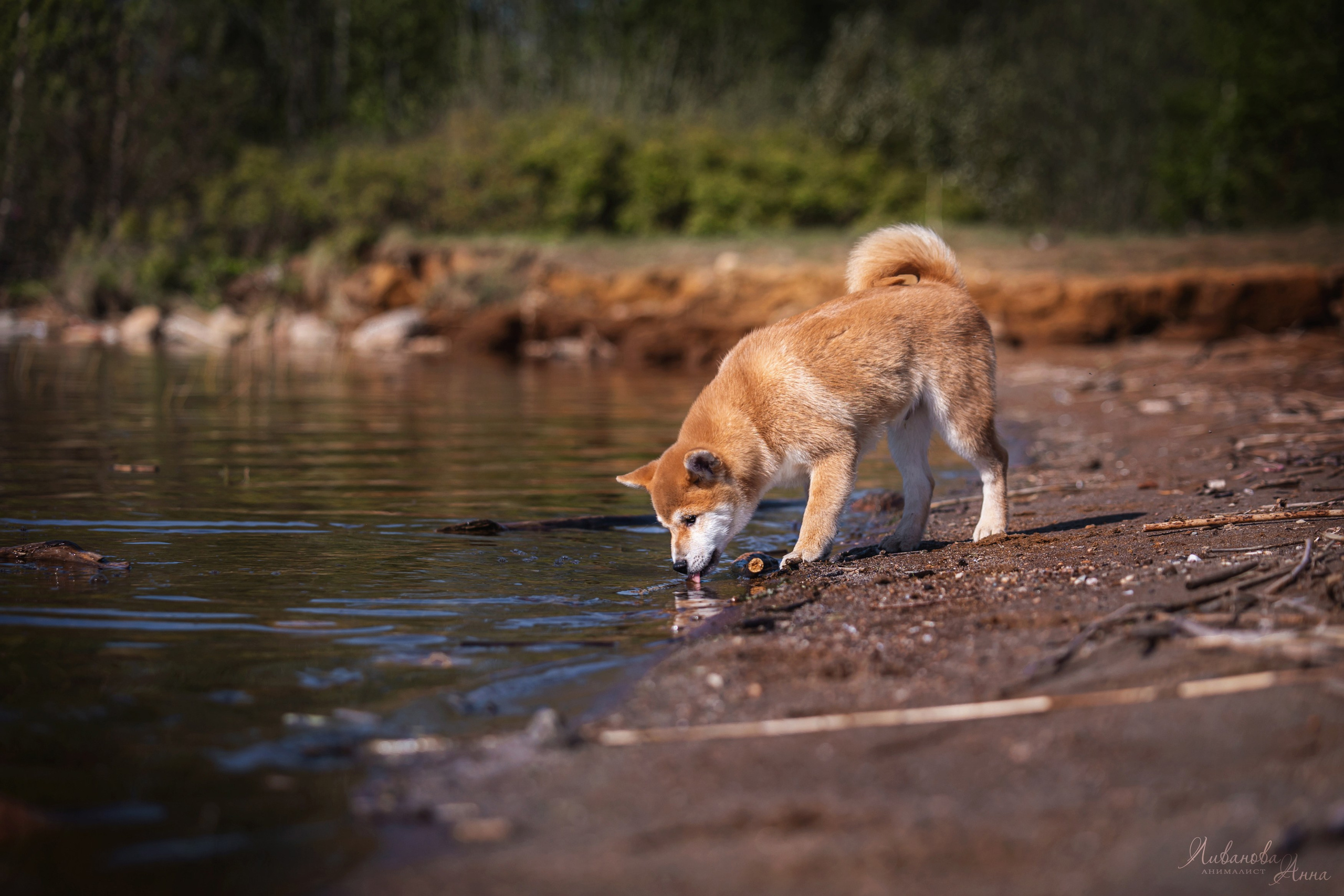 Сиба. Фотограф анималист Аня Ливанова | Рыбинск