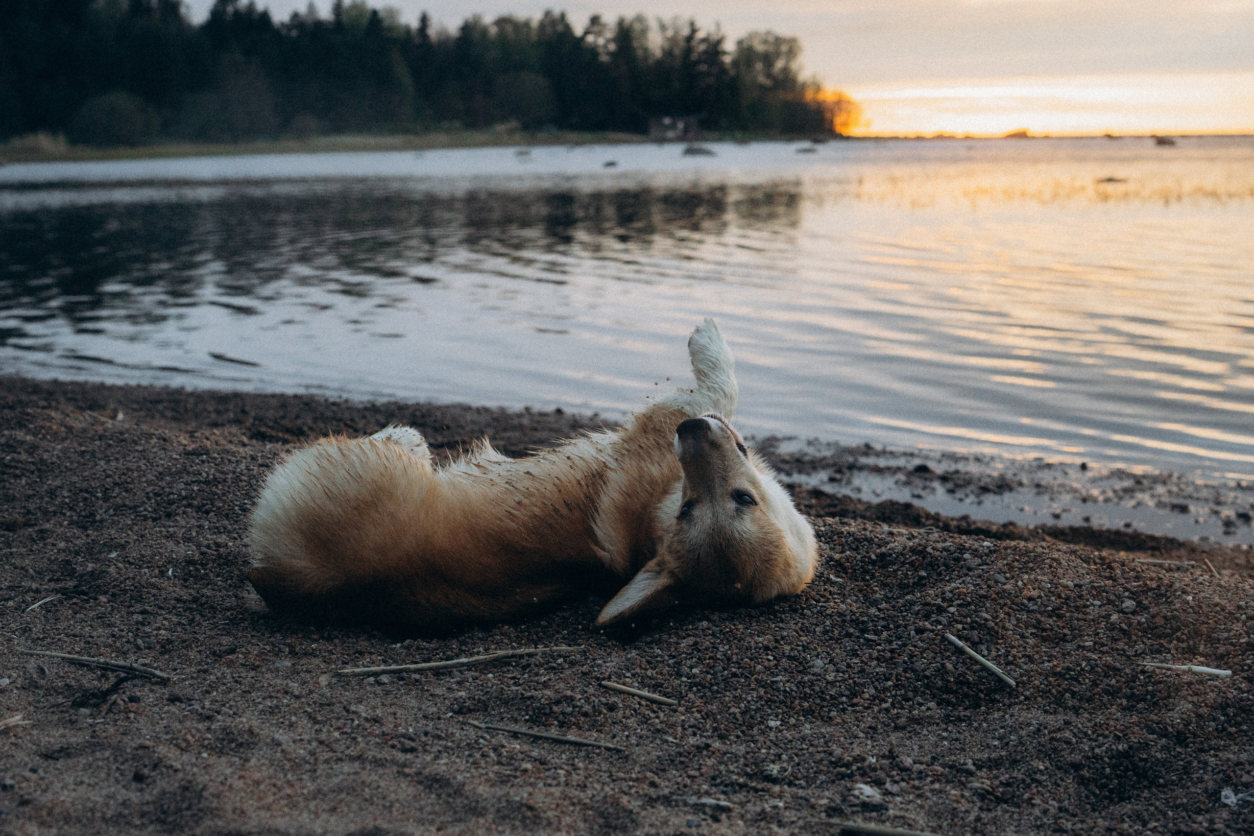 Катя и Берта. Фотограф анималист в Москве и Санкт-Петербурге Свиридова Анна