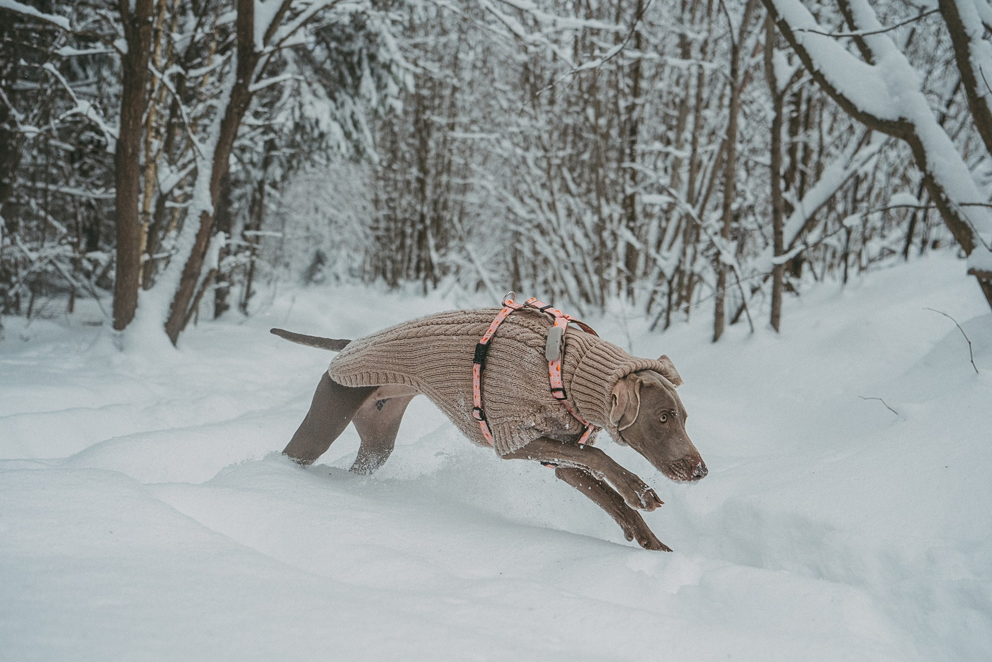 Лена и Фанни. Фотограф анималист в Москве и Санкт-Петербурге Свиридова Анна