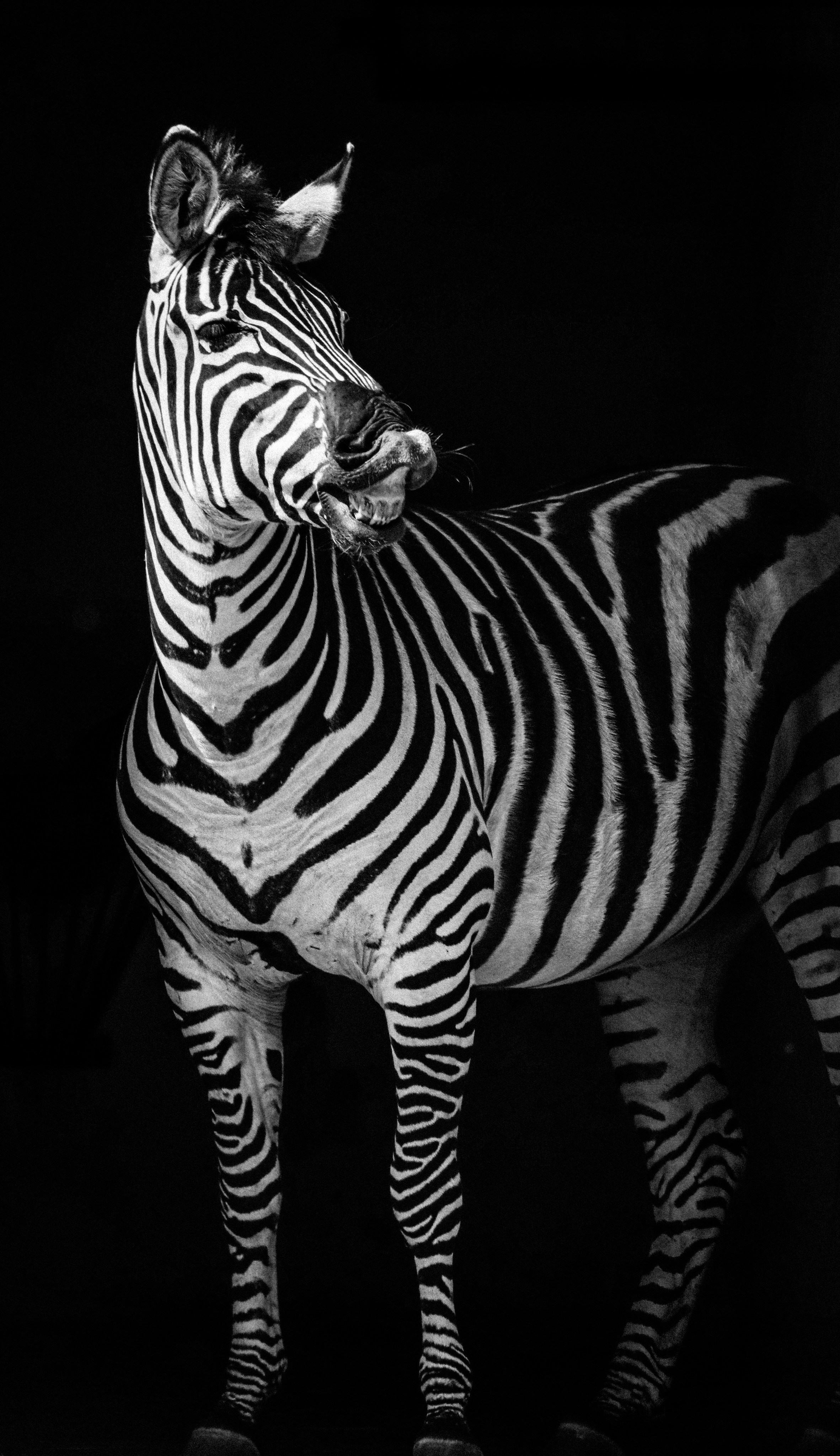 Ч \ Б. — Digital Noise —