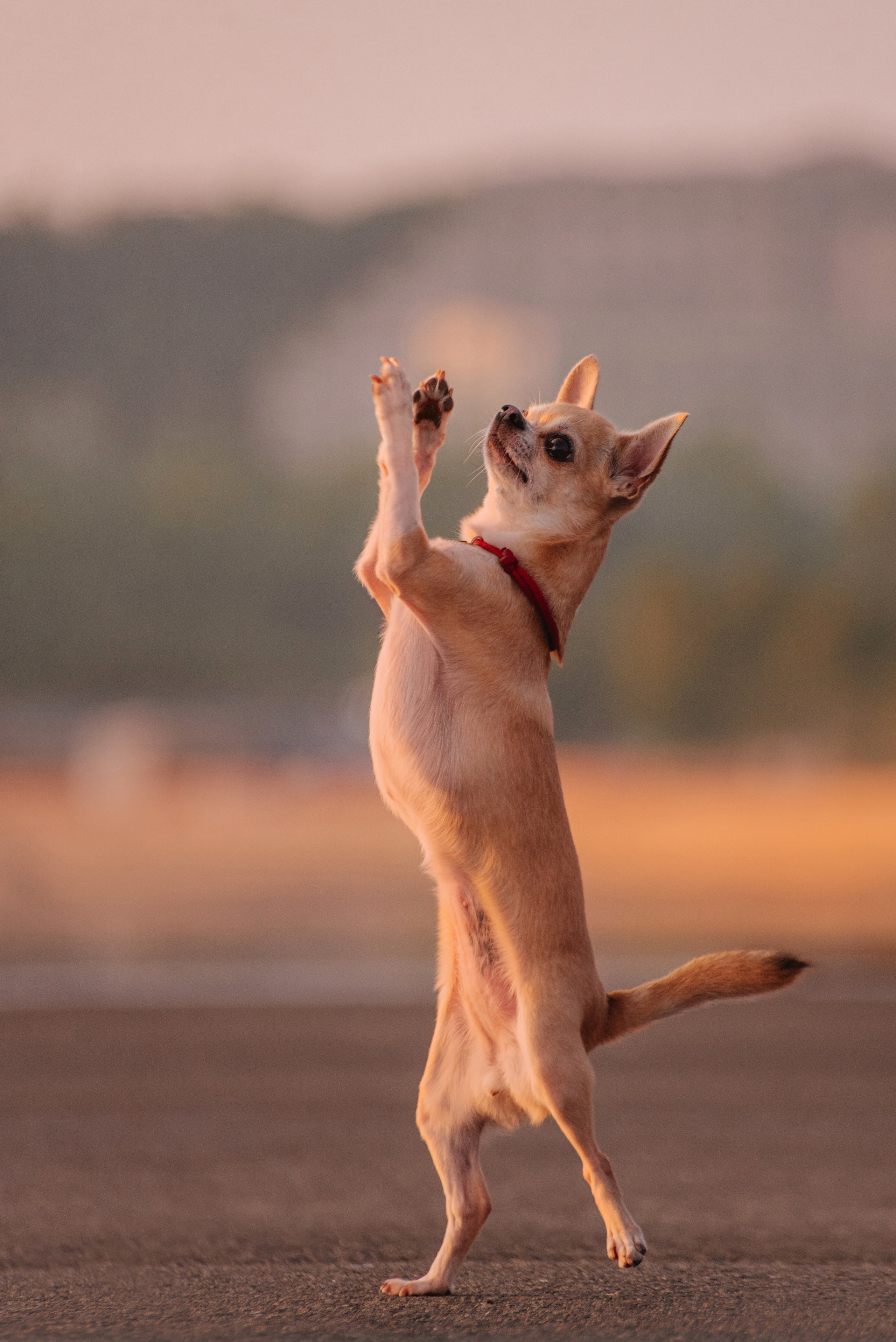 Прогулка: чихуахуа Хенни и Алина во Владивостоке. Портфолио