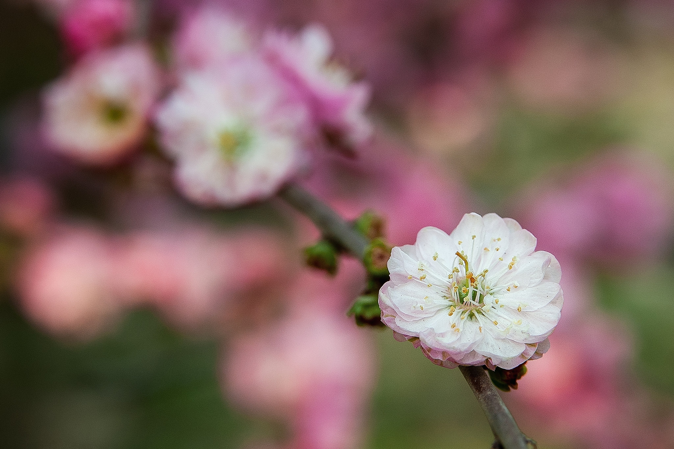 Весна. FotoGraf