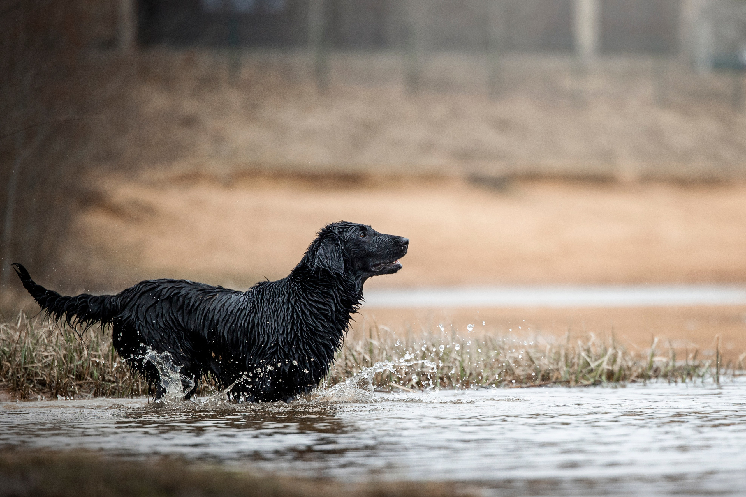 Ора, Ева, Рози и их семья. Фотограф — Анималист | Санкт-Петербург