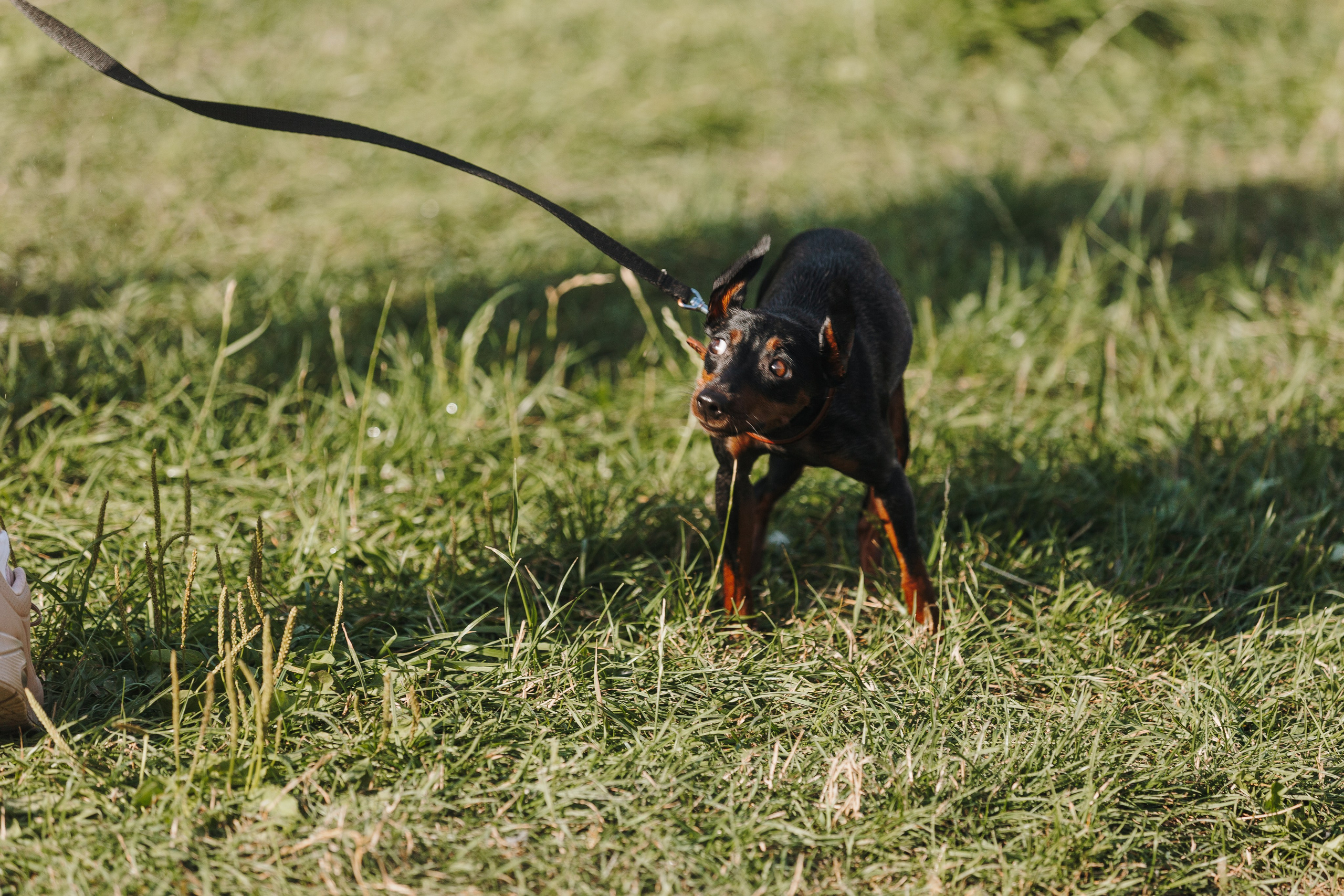 Petshop Sup day. Фотограф анималист Кристина Карпова, Москва