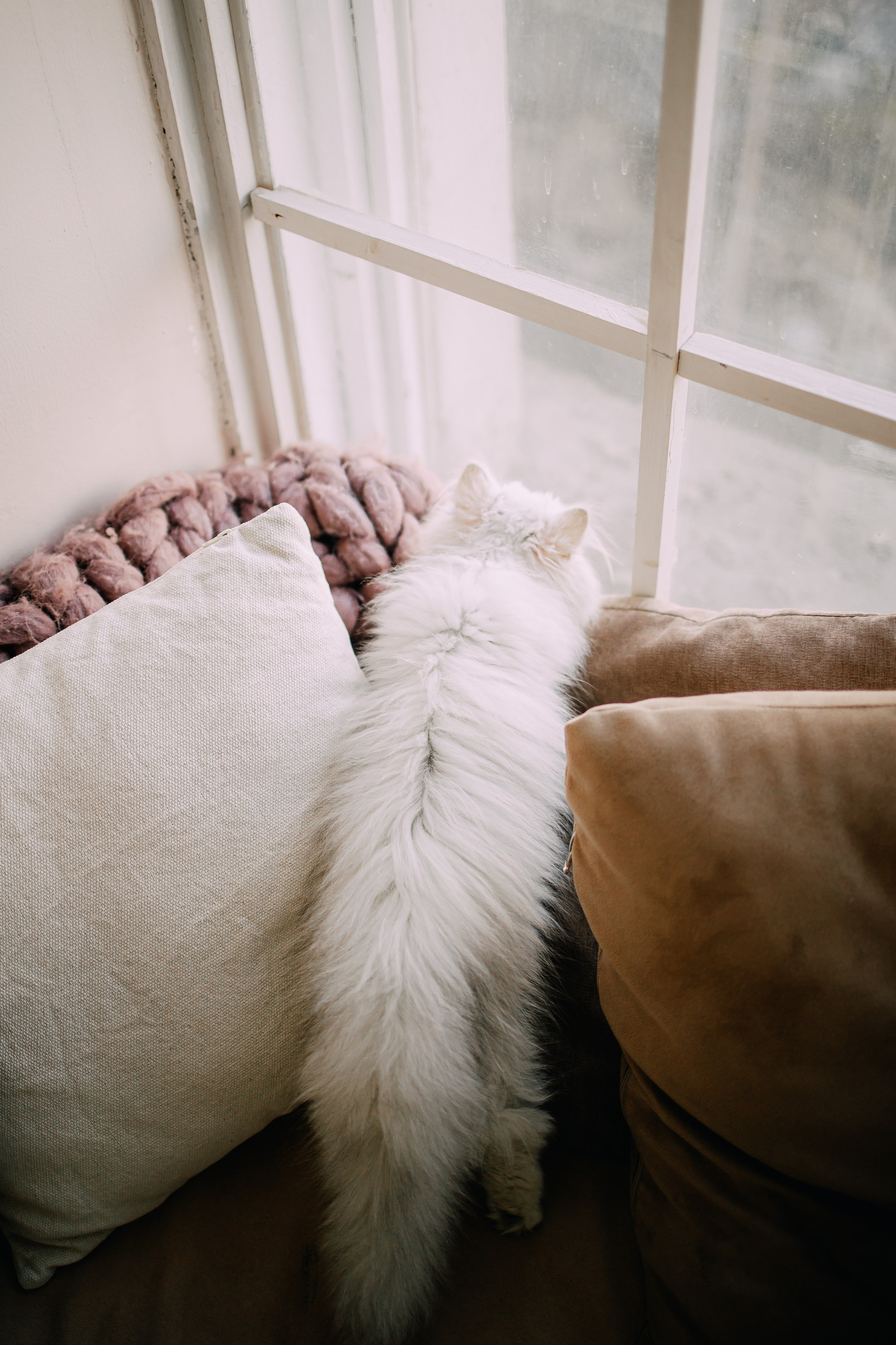 Султан, Мэй Мэй и Шанталь и их семья