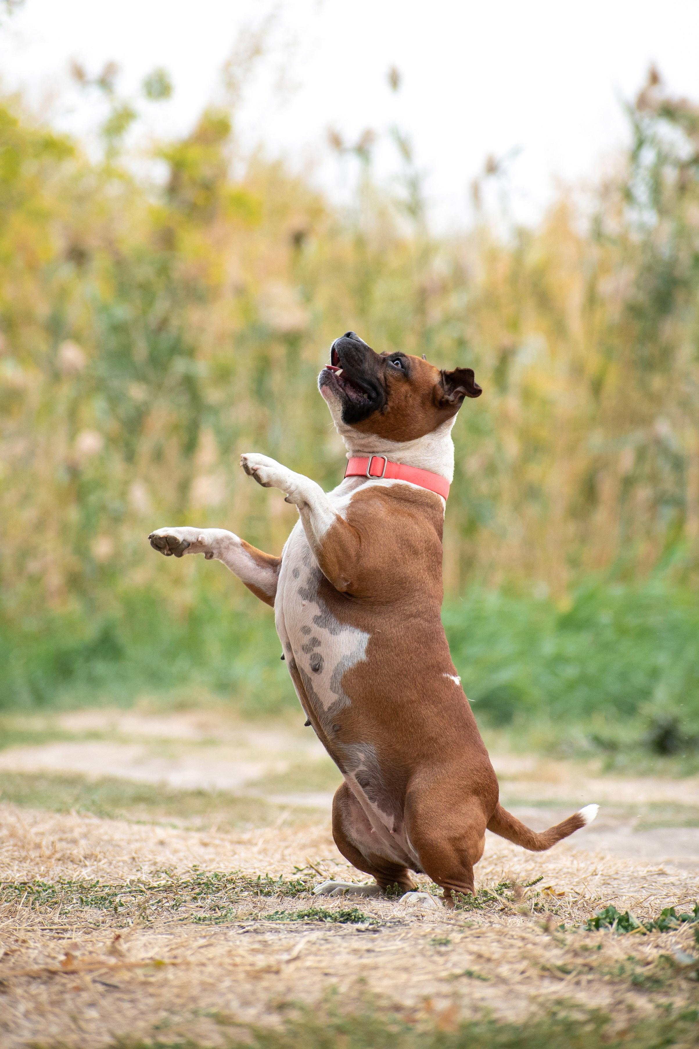 Фотопрогулки. Фотограф анималист в Ростове I Гончарова Анна