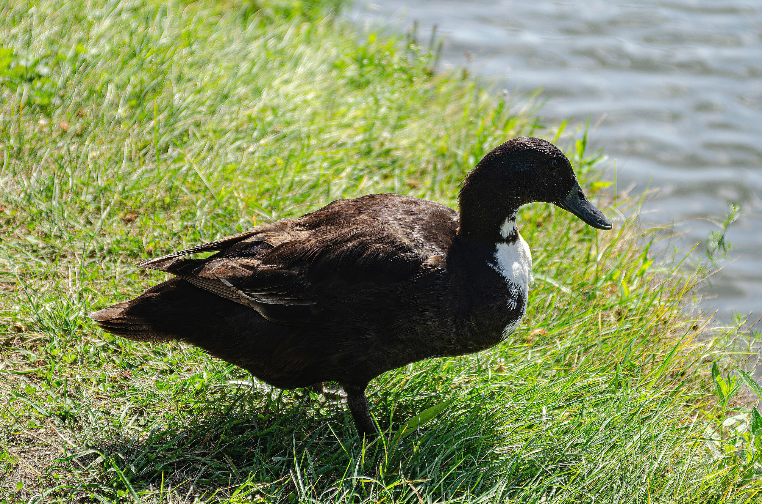 Птицы.Животные. Sreda fotoArt