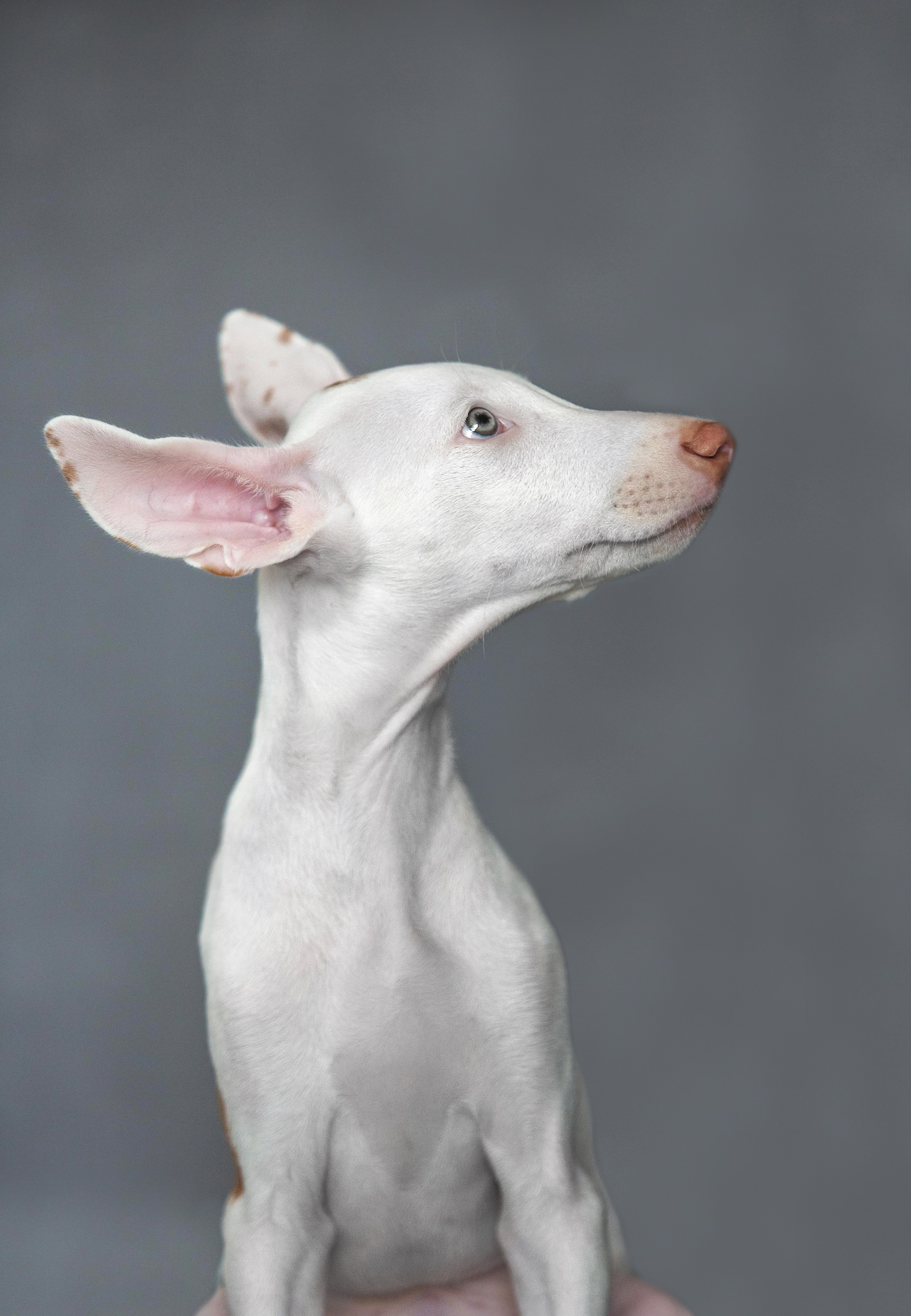 Поденко Ибиценко. Https://moshkovaphoto.ru/