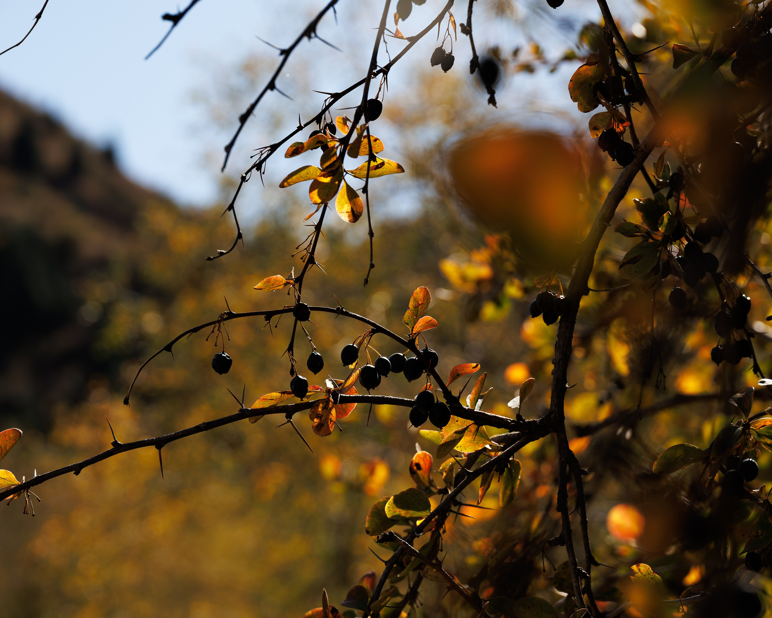 Кыргызстан | travel-репортаж. Портретный фотограф Москва | Елена Столиванова