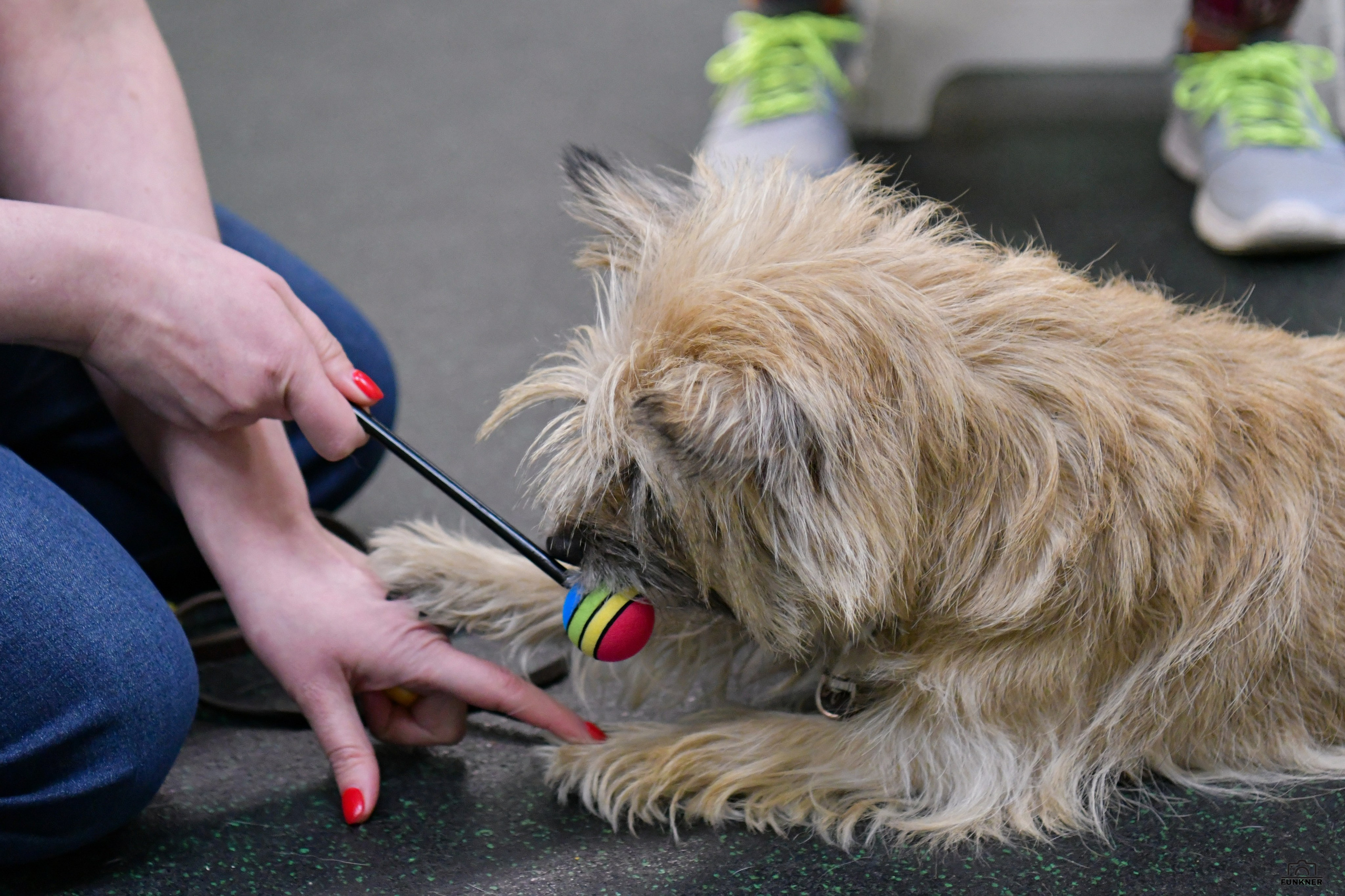 Кинологический клуб «Бодрый хвост». Свой взгляд через объектив