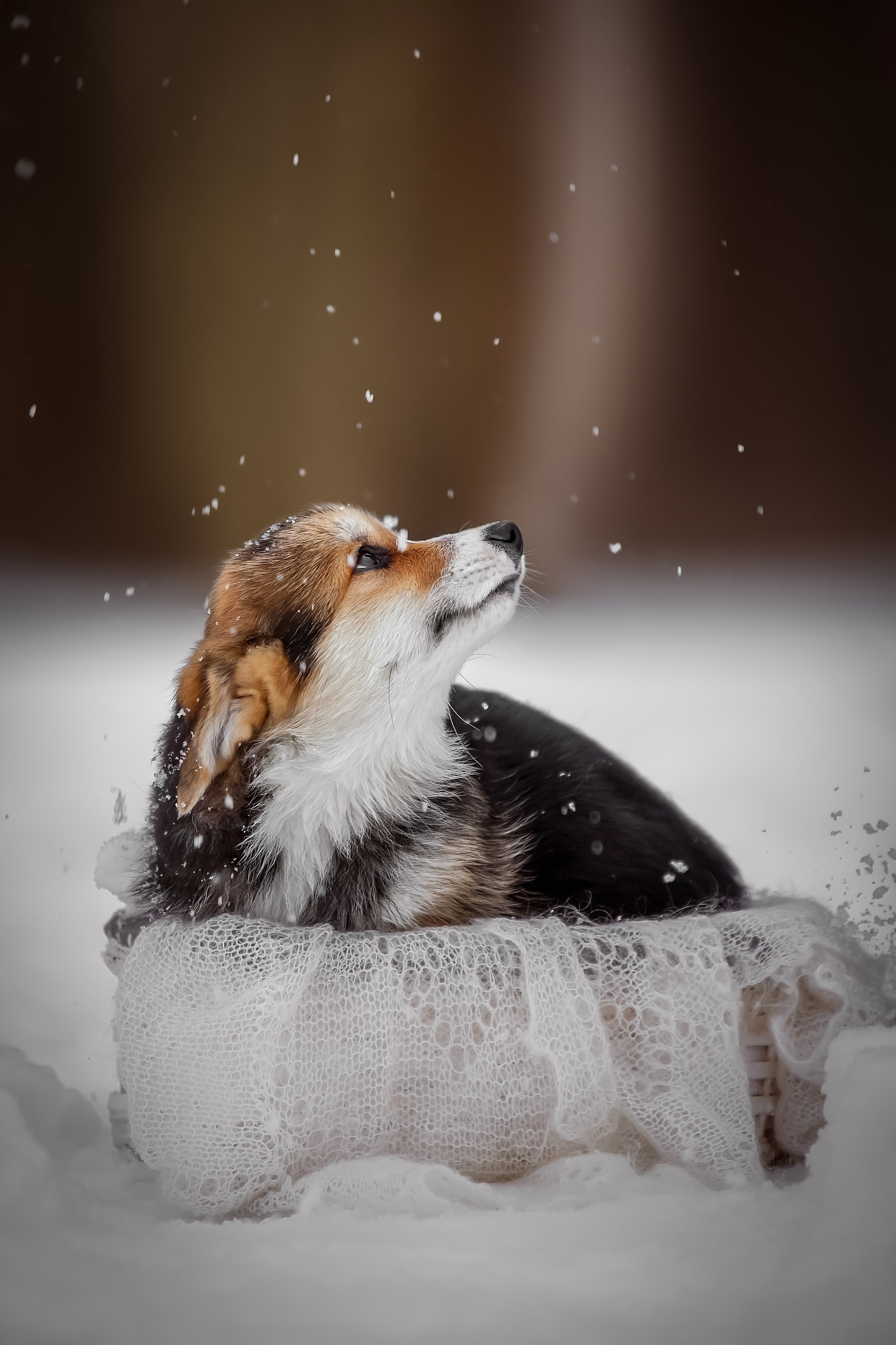 Анималистика. Репортажный фотограф Мария Мадзик
