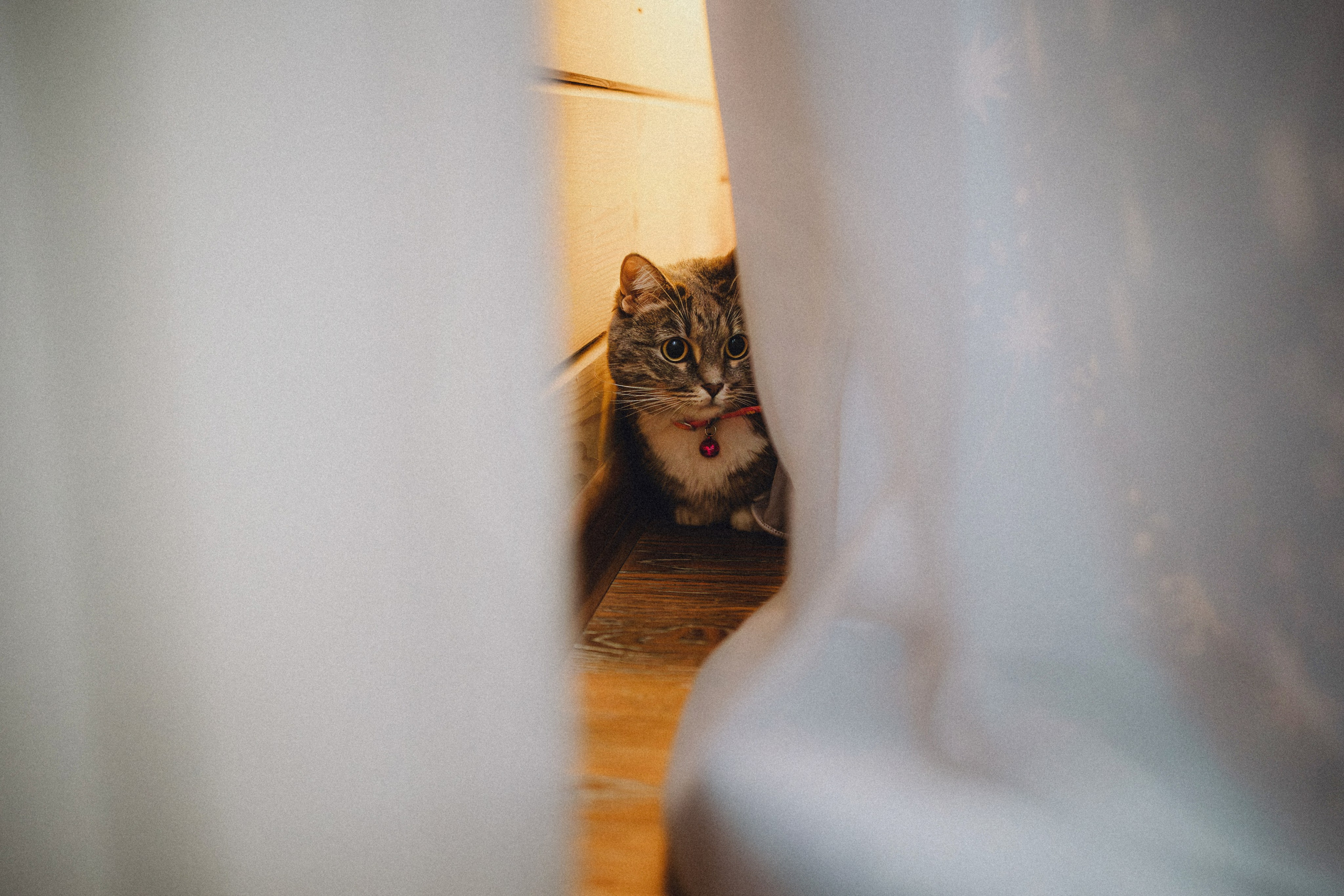 Леброн, Муся и их семья