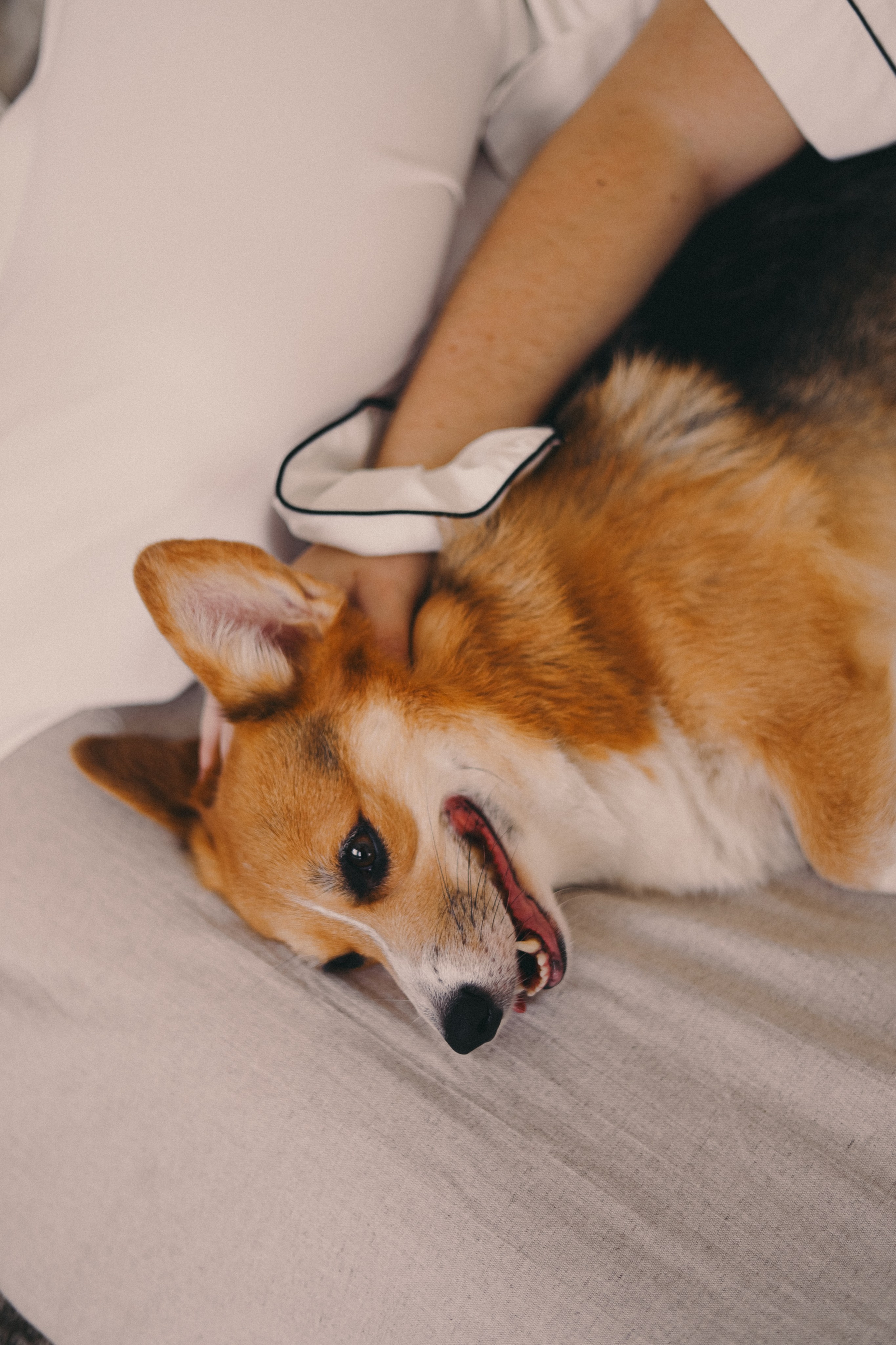 Виктория и Корги. Фотограф Мария Лаенко